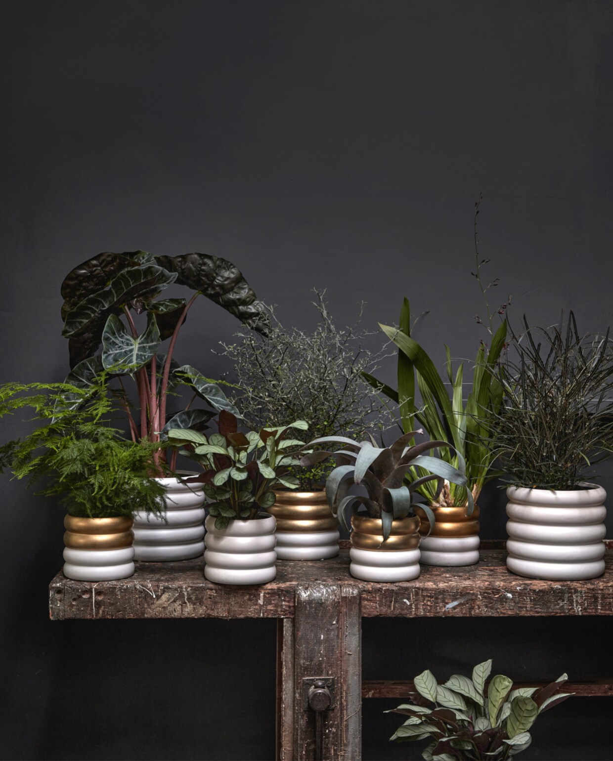 beeld vtwonen vtwonen pot &amp; plant collectie november 2022