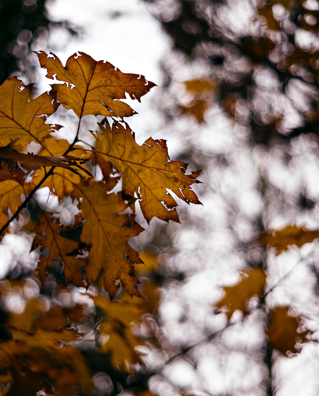 beeld vtwonen ALLEEN MET DUIDELIJKE VERMELDING | fotografie Rasa Kasparaviciene via Unsplash