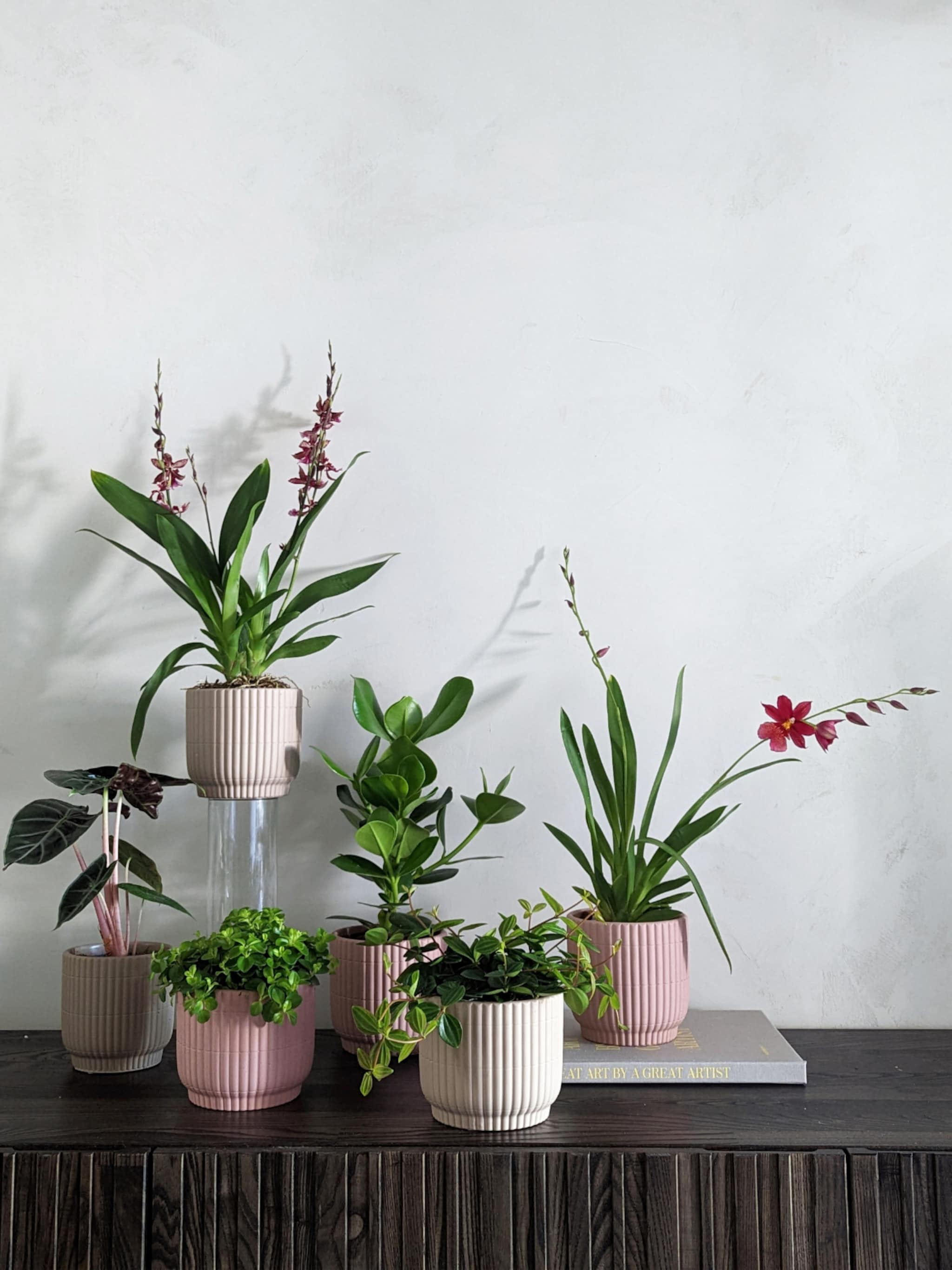 snel naar albert heijn voor de nieuwe vtwonen pot en plant collectie