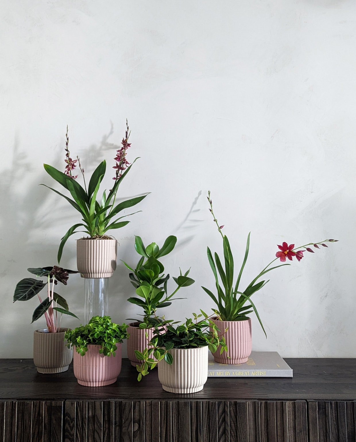 V.l.n.r: Alocasia (links), Peperomia Rotundifolia (onder), Cambria Barocco (boven), Peperomia Hovaria (midden), Ludisia, Cambria Nelly Isler (rechts)