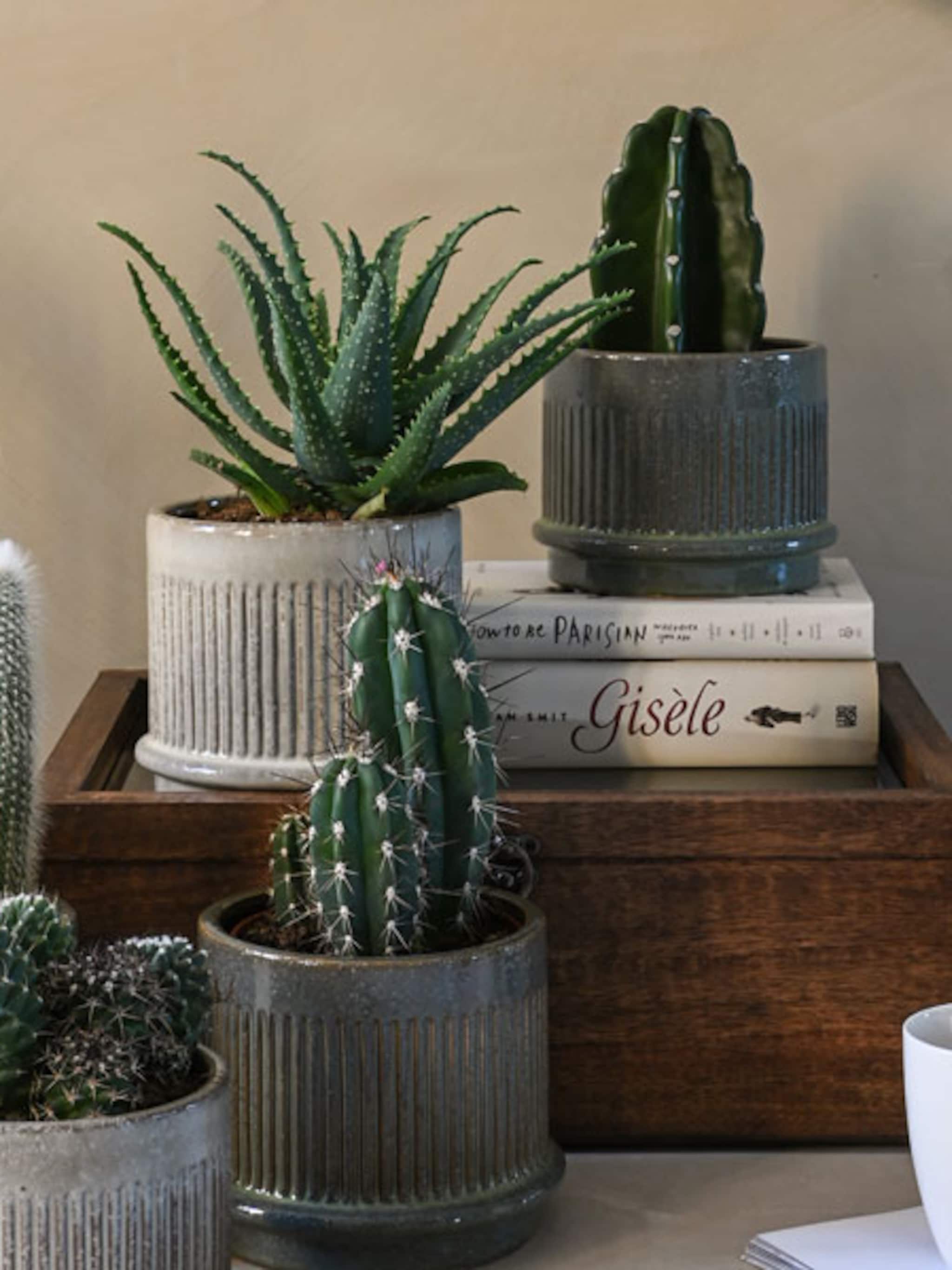 mis het niet de nieuwe vtwonen pot en plant collectie bij albert heijn