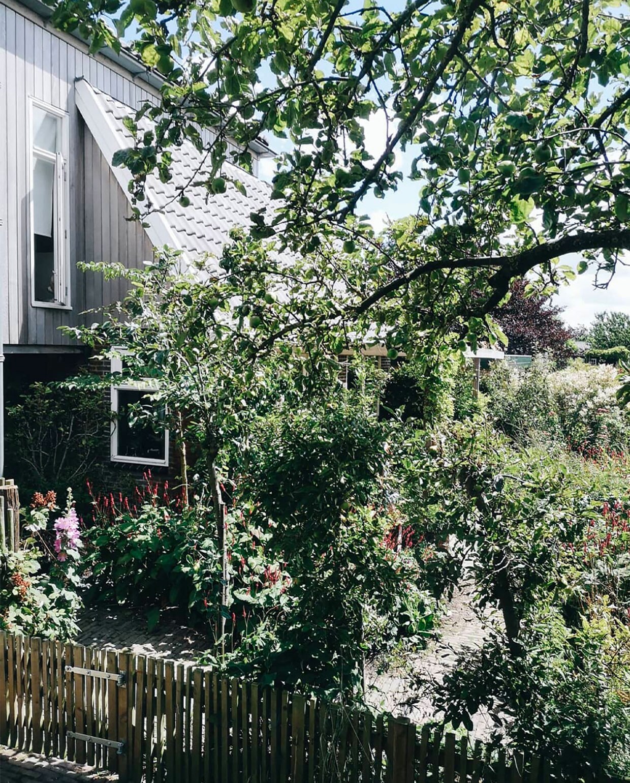 Mark maakte het hek rond de speeltuin zelf van schuttingplanken die hij op verschillende breedtes zaagde. De grote en twee kleine bomen zijn appelbomen (hoogstam- en twee laagstam-appelbomen). Linksachter een stoofpeerboom. Langs de linkerkant van het hek staat een Japanse wijnbes. Daarnaast een stokroos. Vivian strooit de zaadjes overal in de hoop dat ze ergens opkomen. Onder het raam duizend­knoop (Persicaria amplexicaulis ‘Rosea’), een sterke basisplant, een van hun favorieten. De ‘witte wolk’ rechtsachter is een bruidsluier die ze voor hun trouwen kregen. NEE | vtwonen TUIN special 5 | styling en fotografie Vivian Hoebe | tekst Mirjam Rosema-Verhulst
