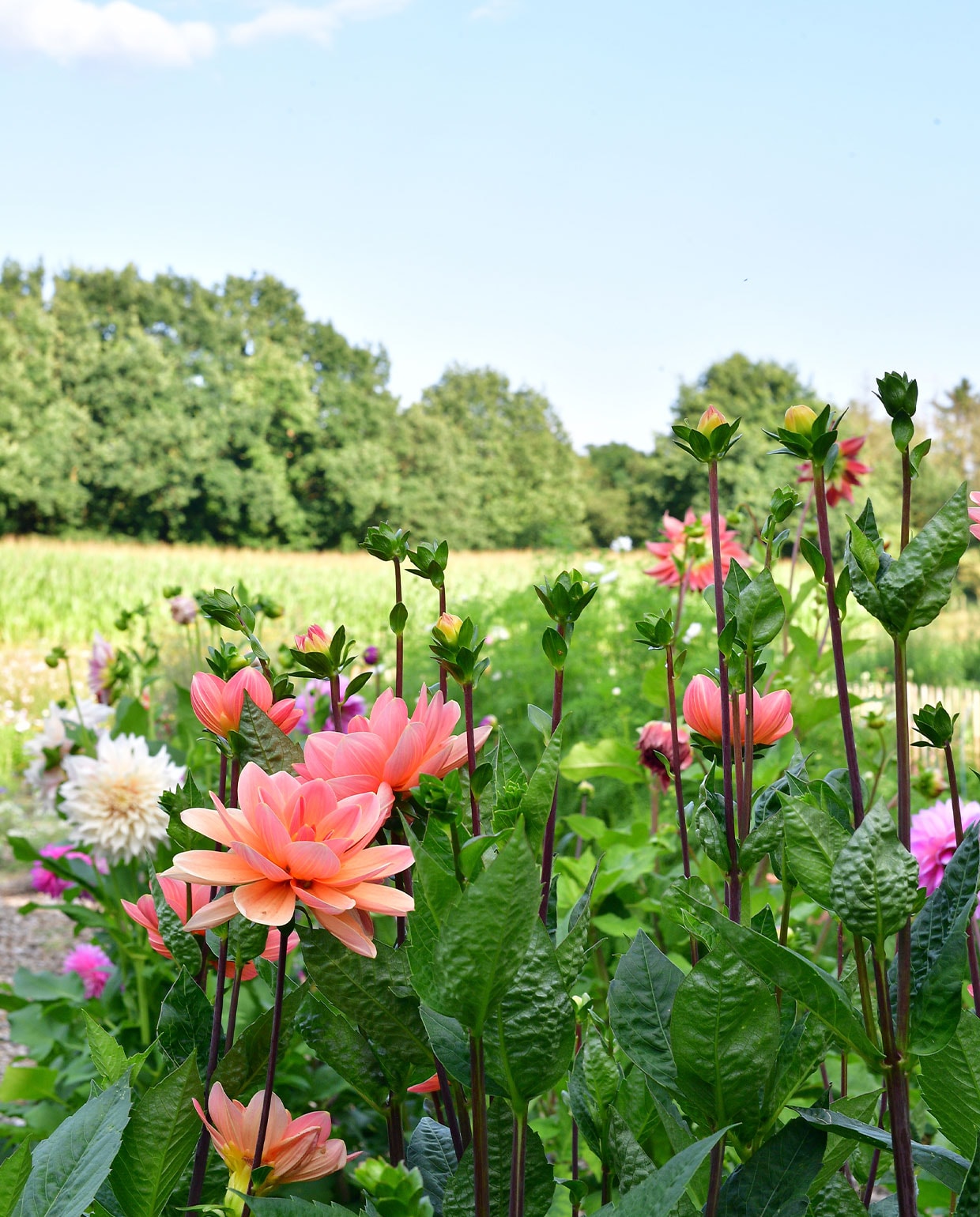 beeld vtwonen NEE | vtwonen TUIN special 5 | fotografie Sietske de Vries | tekst Monique van der Pauw