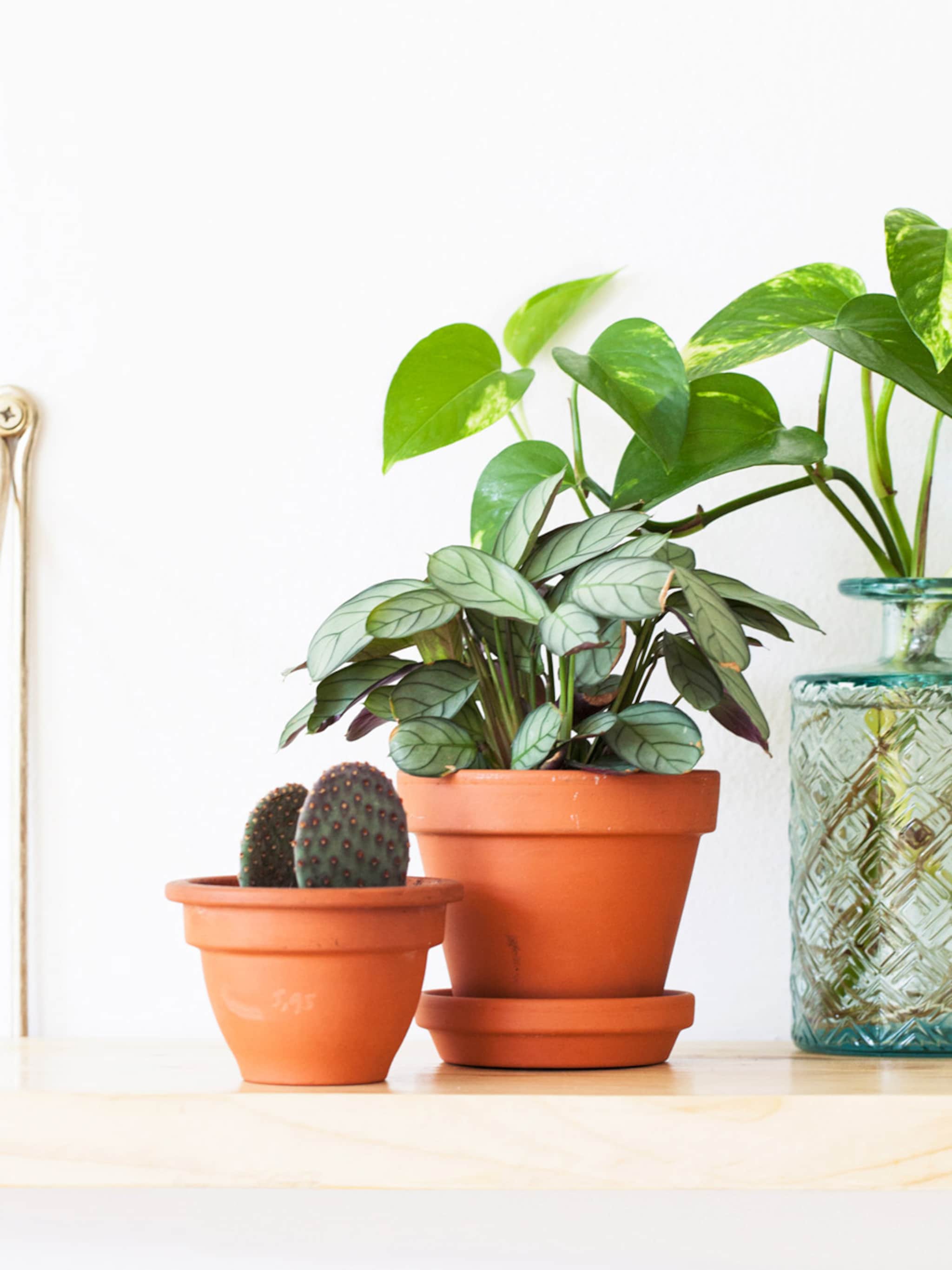5 gouden stektips voor een huis vol planten
