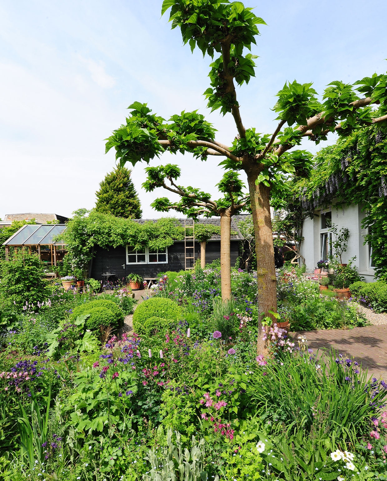 De tuin gezien vanaf het terras, met op de achtergrond de zelfgebouwde kweekkas en de schuur, met daarvoor een catalpa (trompetboom). Tegen de kas groeit blauweregen (wisteria) en clematis. De bomen op de voorgrond zijn moerbeibomen. Eromheen groeien onder meer buxusplanten, korenbloemen, sieruien, Siberische irissen en persicaria (duizendknoop). vtwonen Tuin special 04 | fotografie Sietske de Vries
