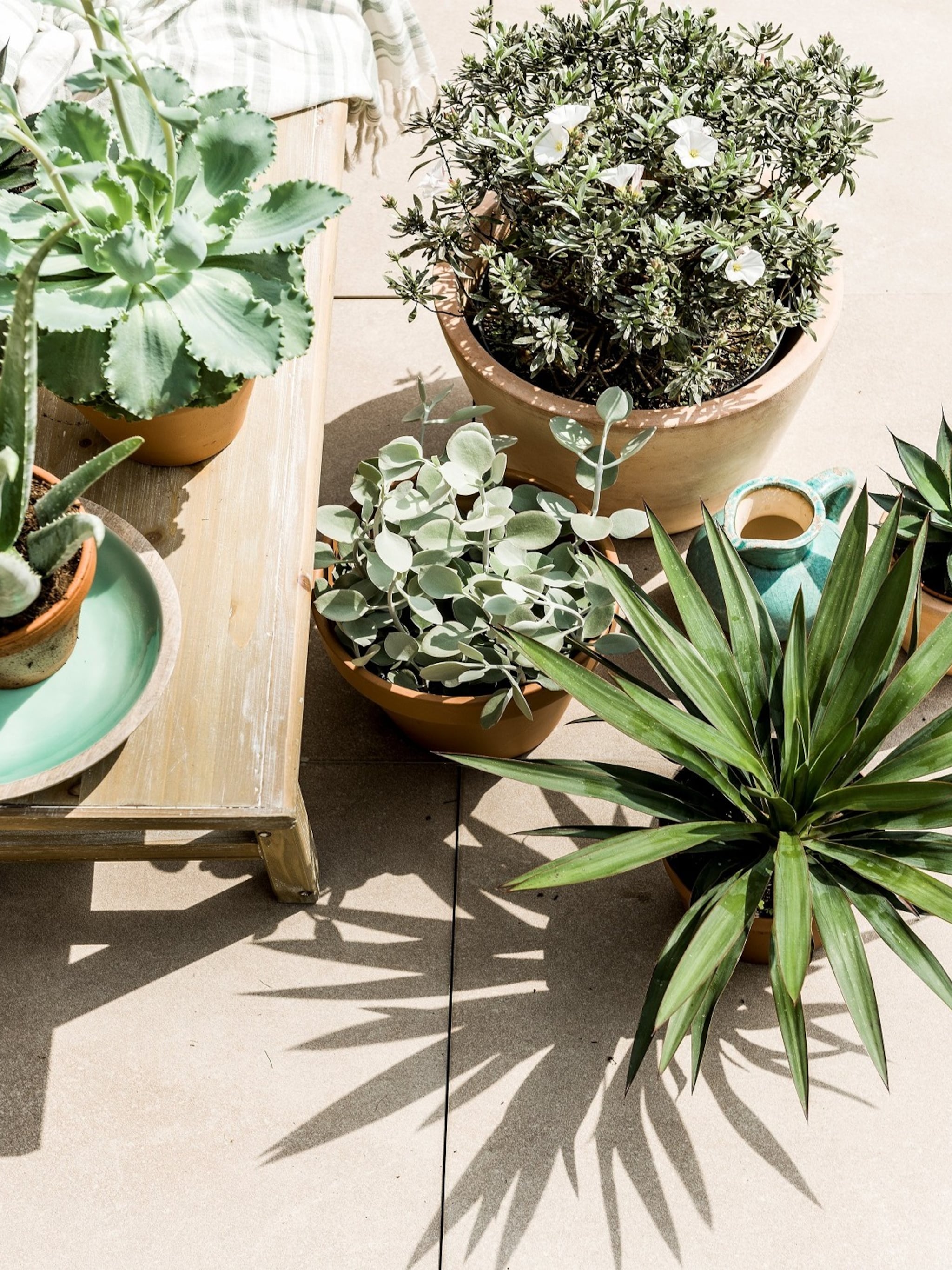 welke soorten planten zijn geschikte potplanten