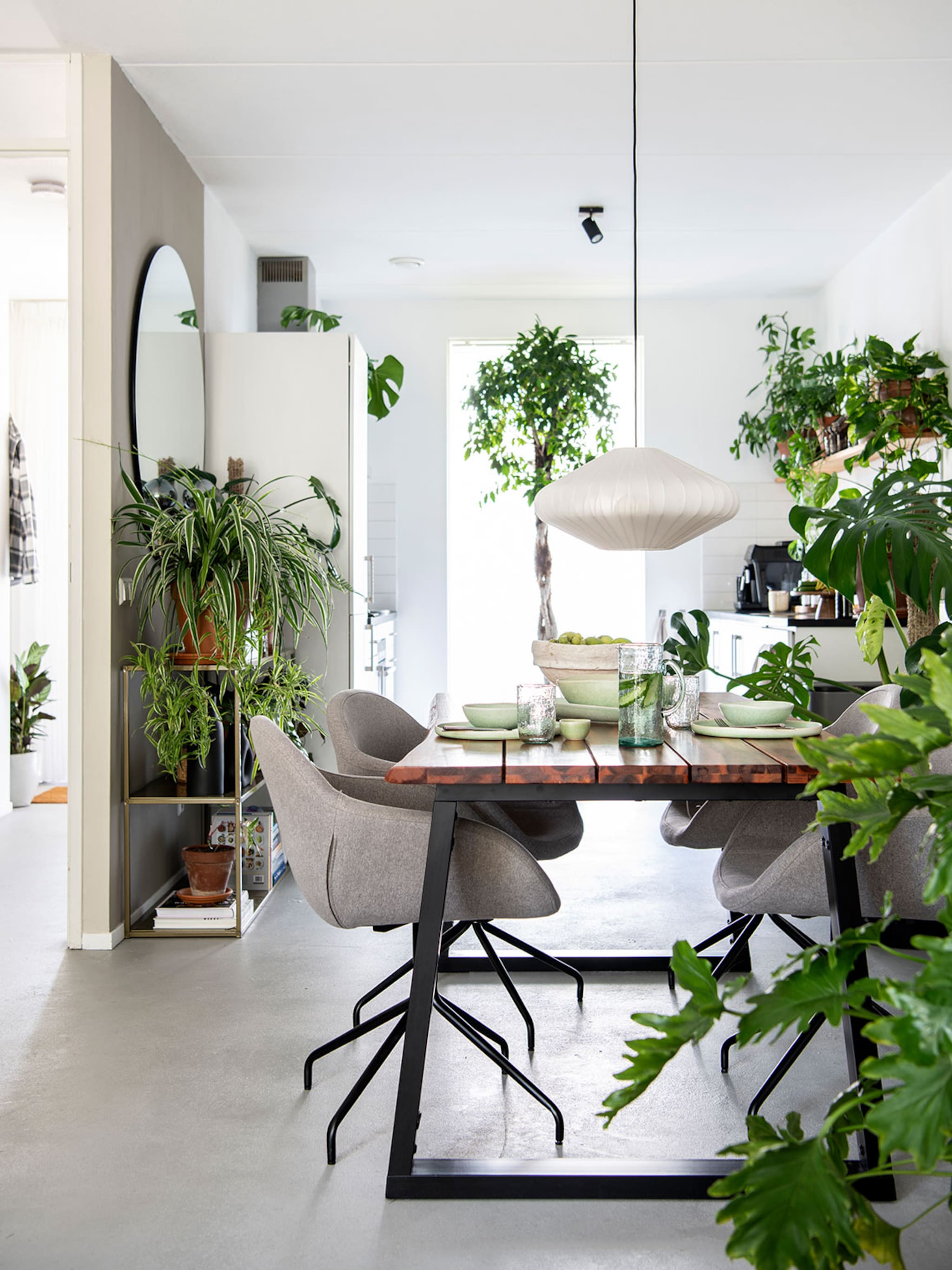opfleuren zo blaas je je strelitzia nieuw leven in