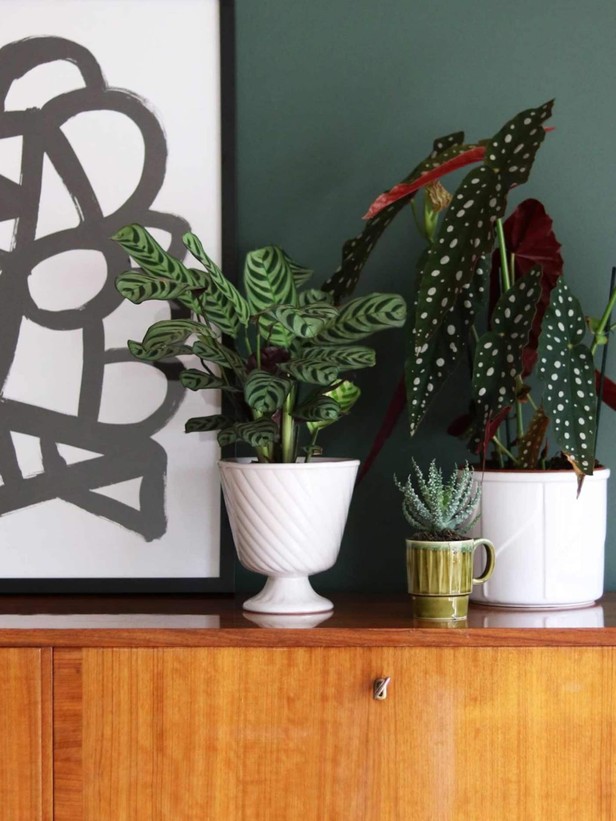 5x planten met bijzondere bladeren