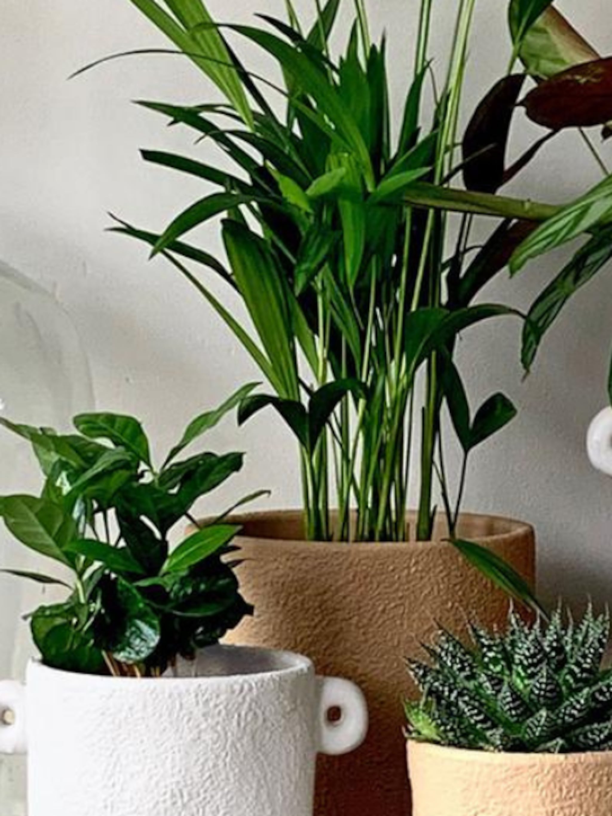 ontdek de nieuwe vtwonen pot en plant collectie bij albert heijn