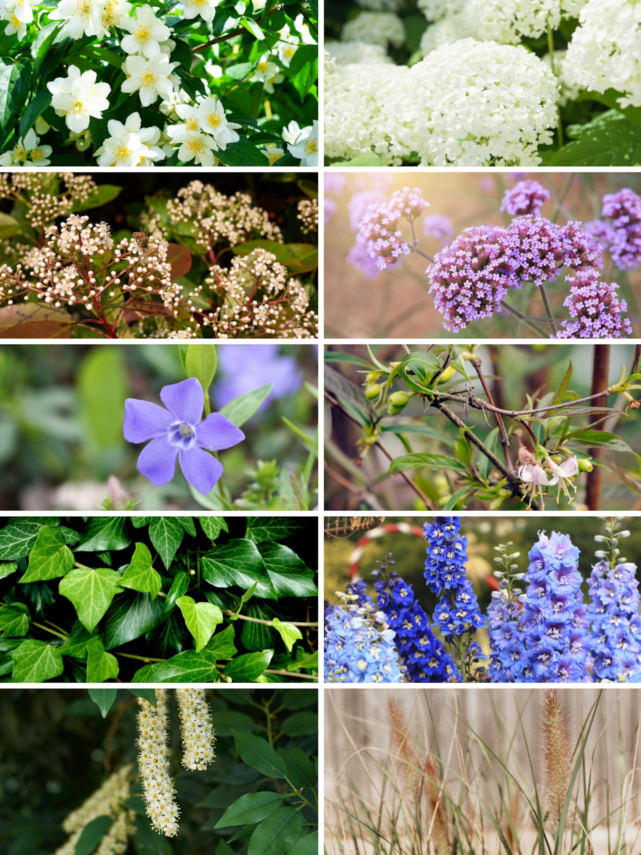 dit zijn de 10 populairste tuinplanten