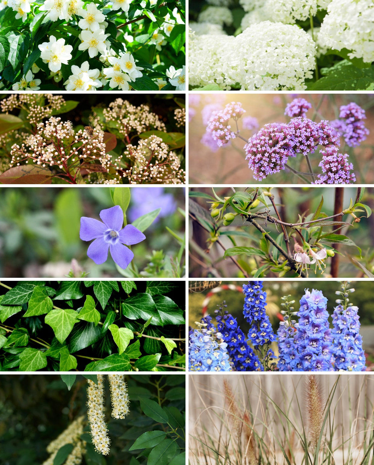 10 populairste tuinplanten Canva