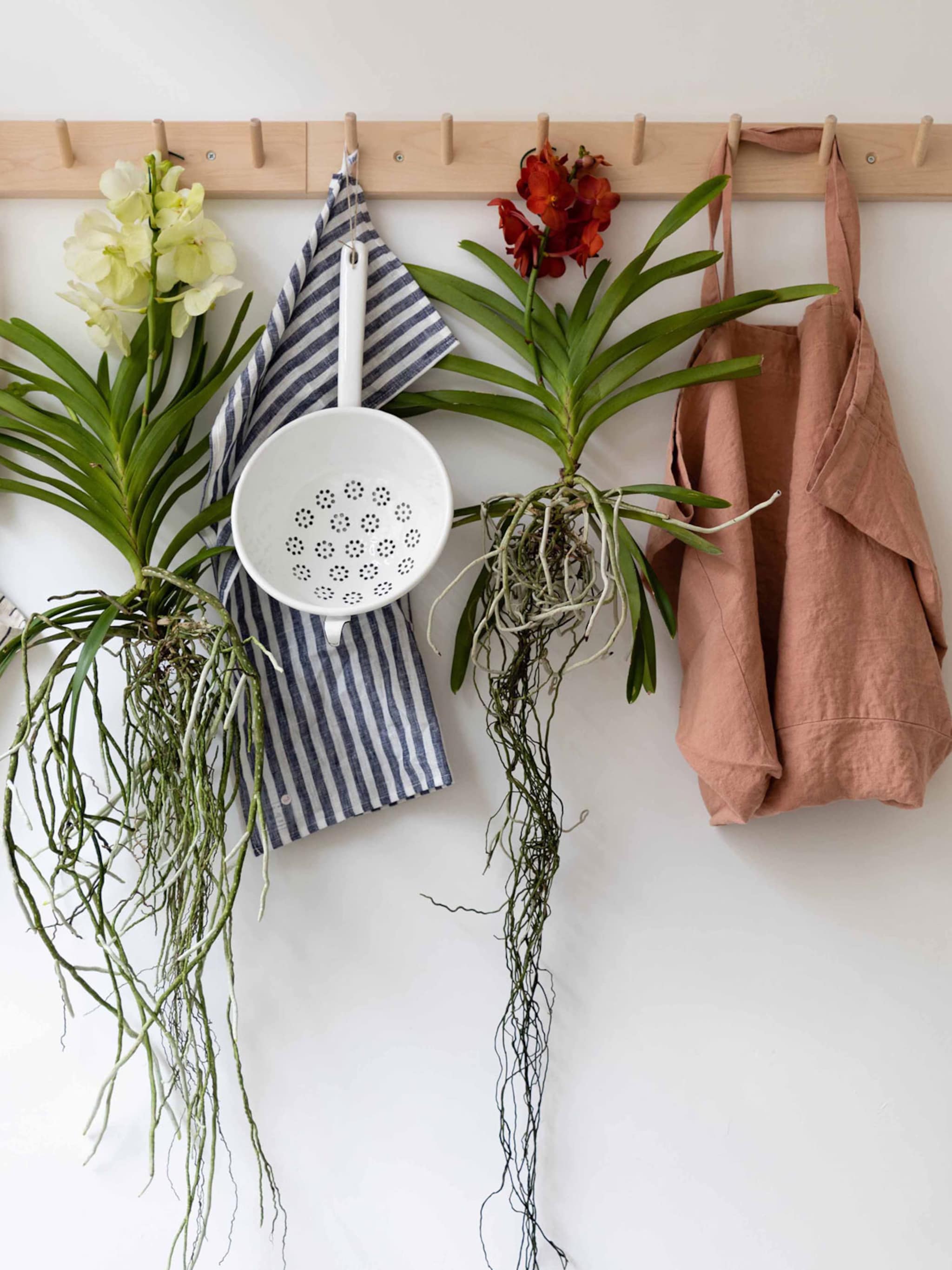 hydroponie met bloemen zo zet je een orchidee op water