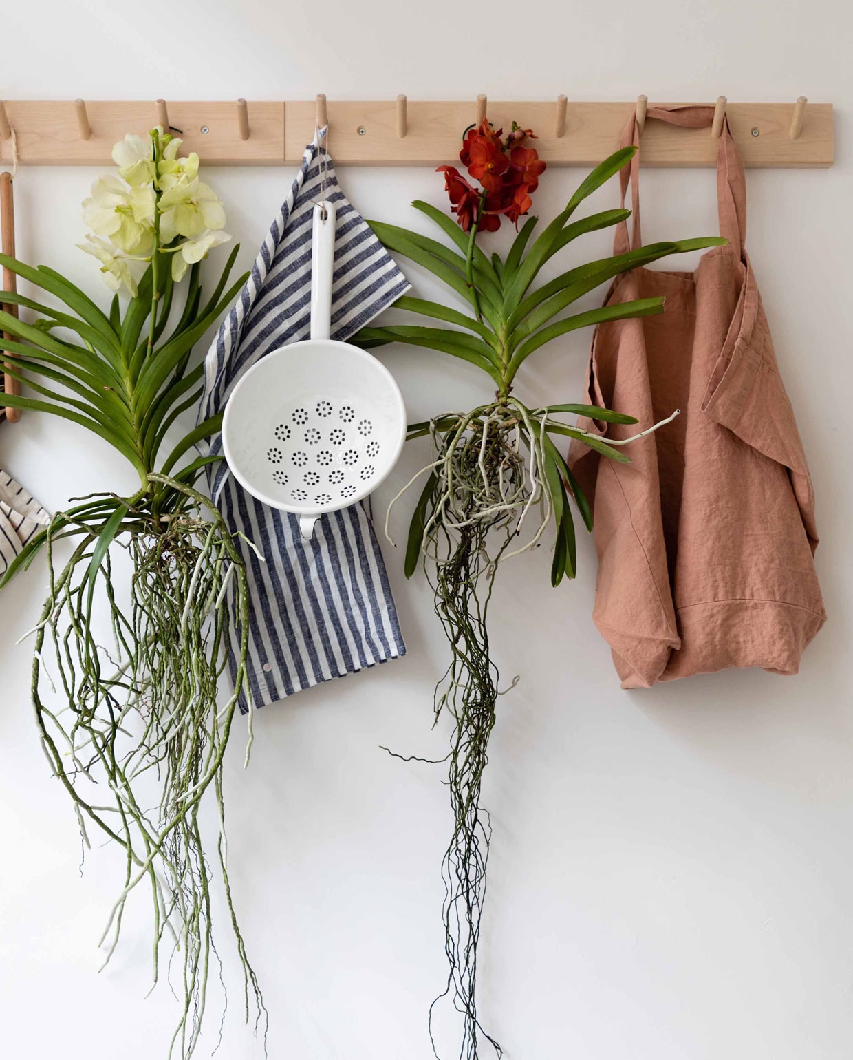 beeld vtwonen Albert Heijn &amp; Orchidsinfo
