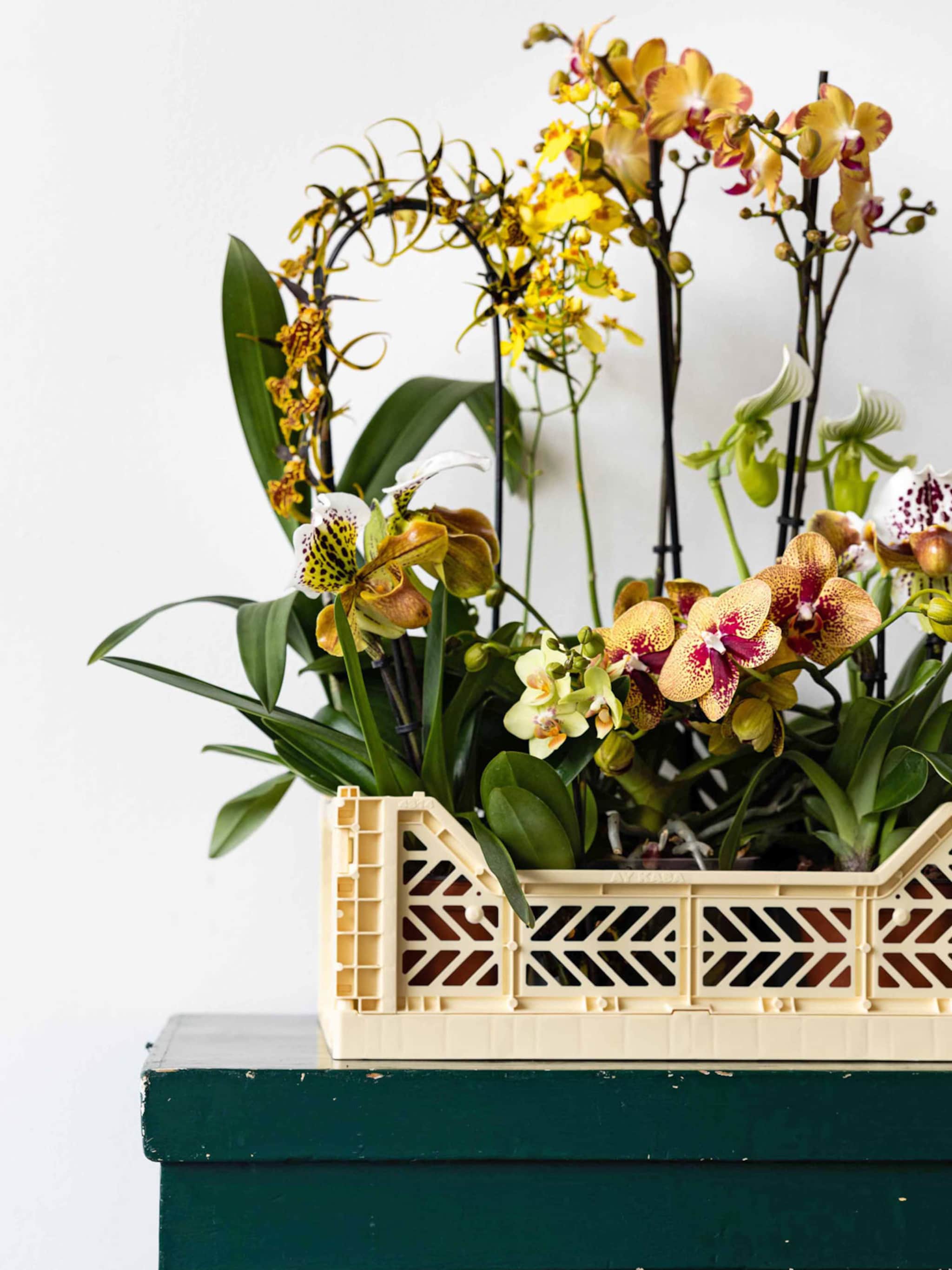 alles over een orchidee verzorgen