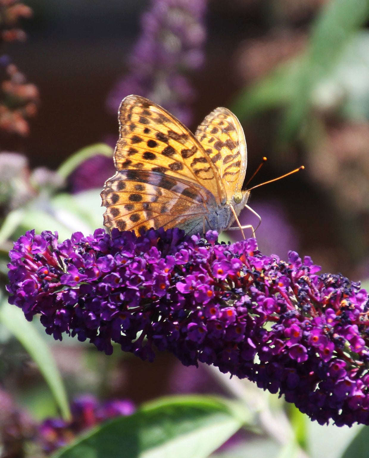vlinderstruik (Buddleja)