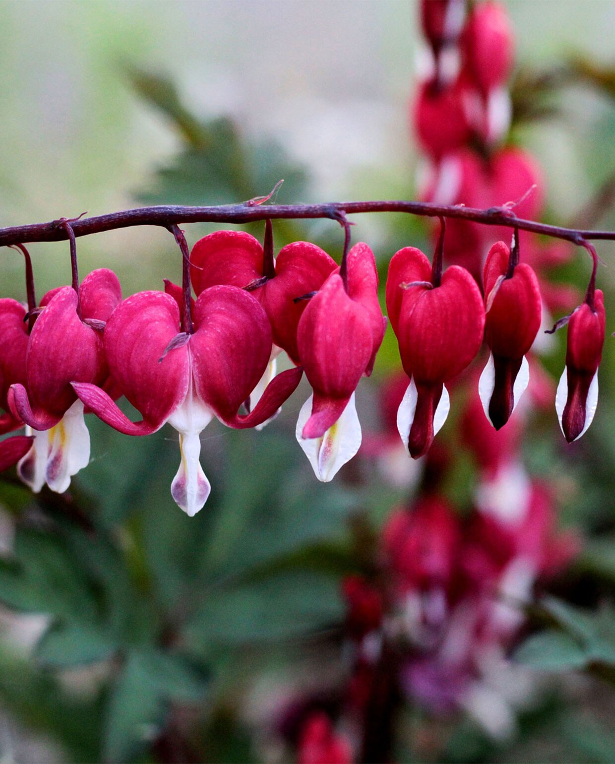 Gebroken hartje (Dicentra)