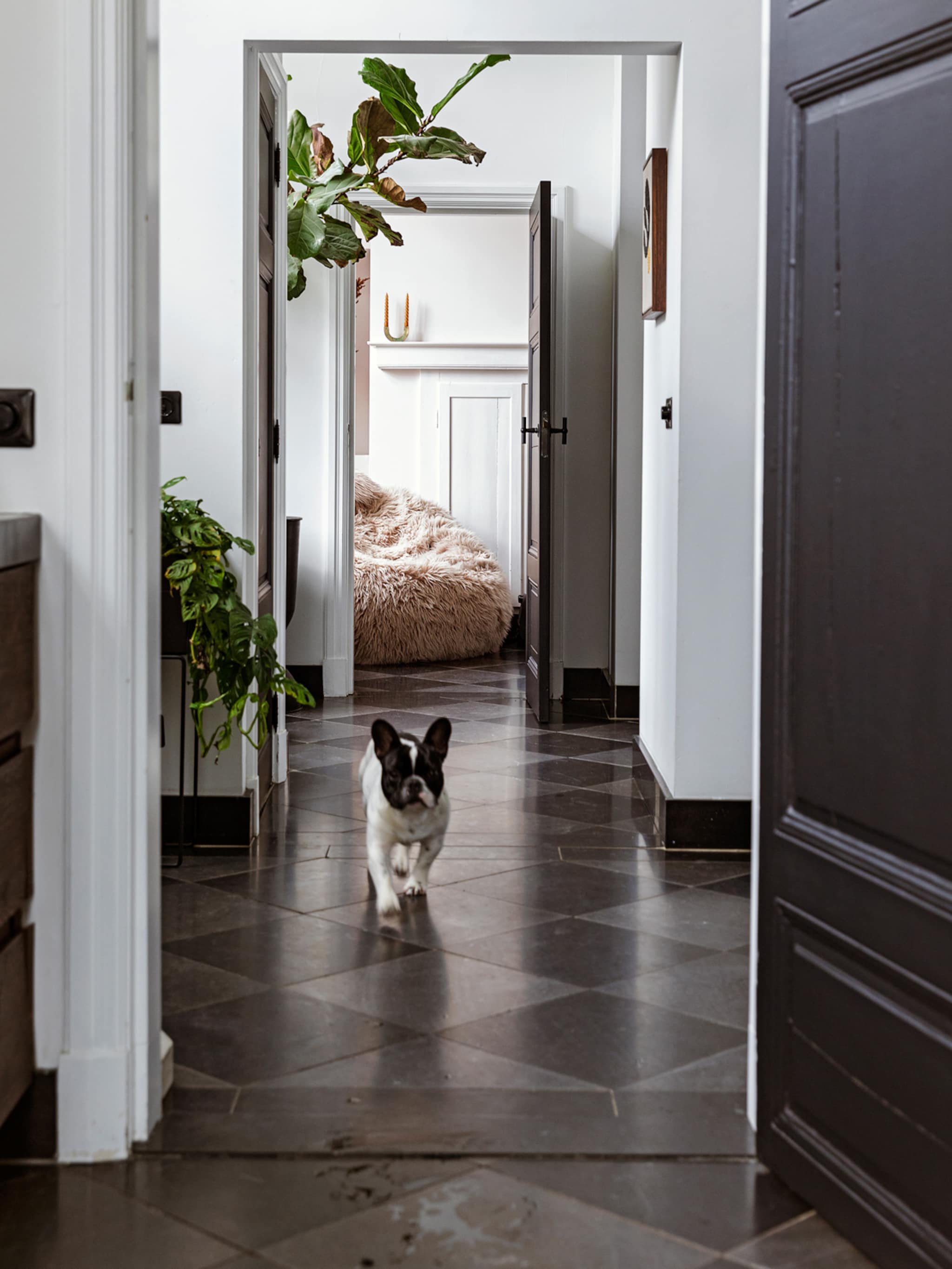 tips voor hond in huis
