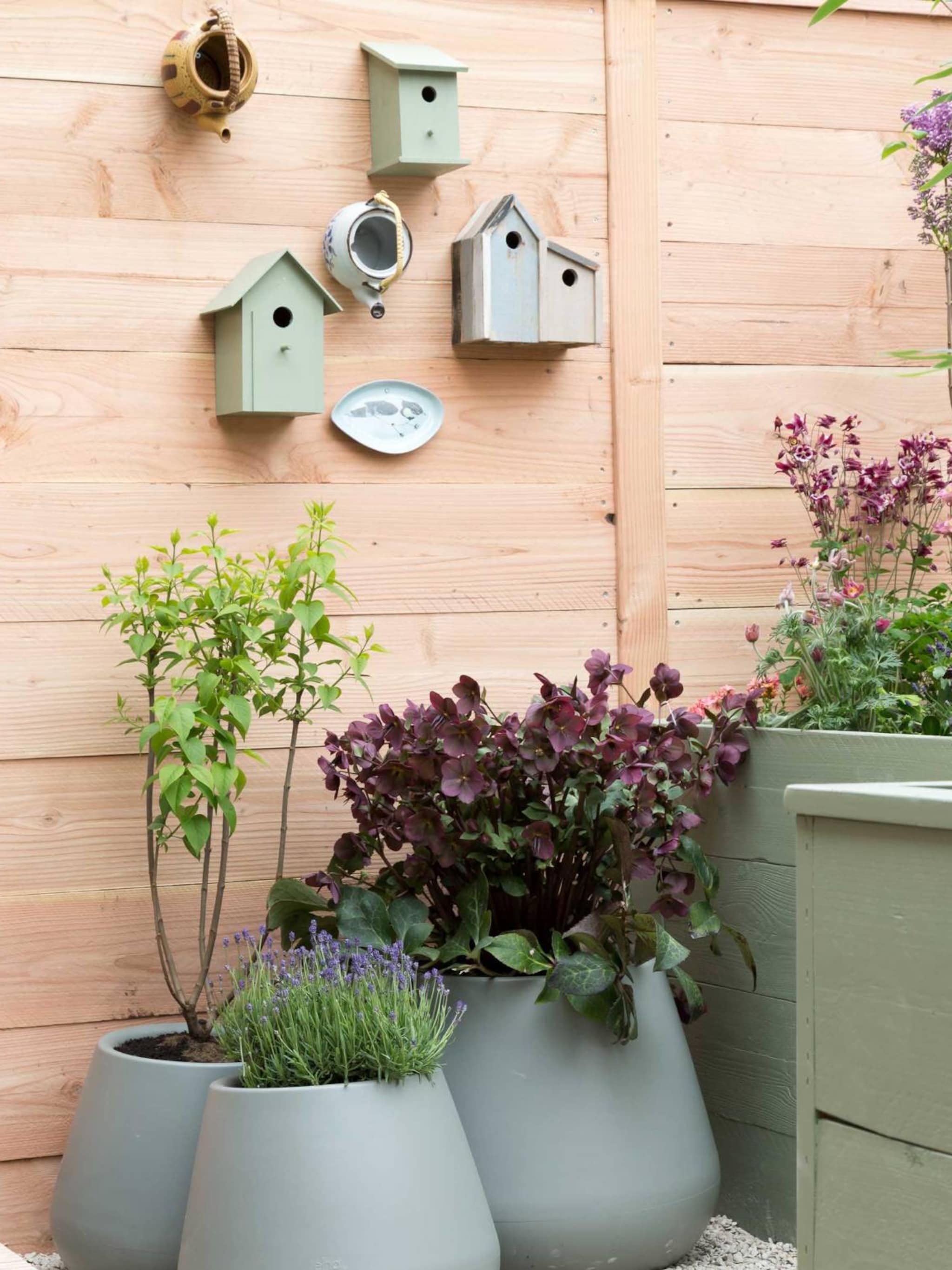 originele en juiste manieren om vogels te voeren in de tuin