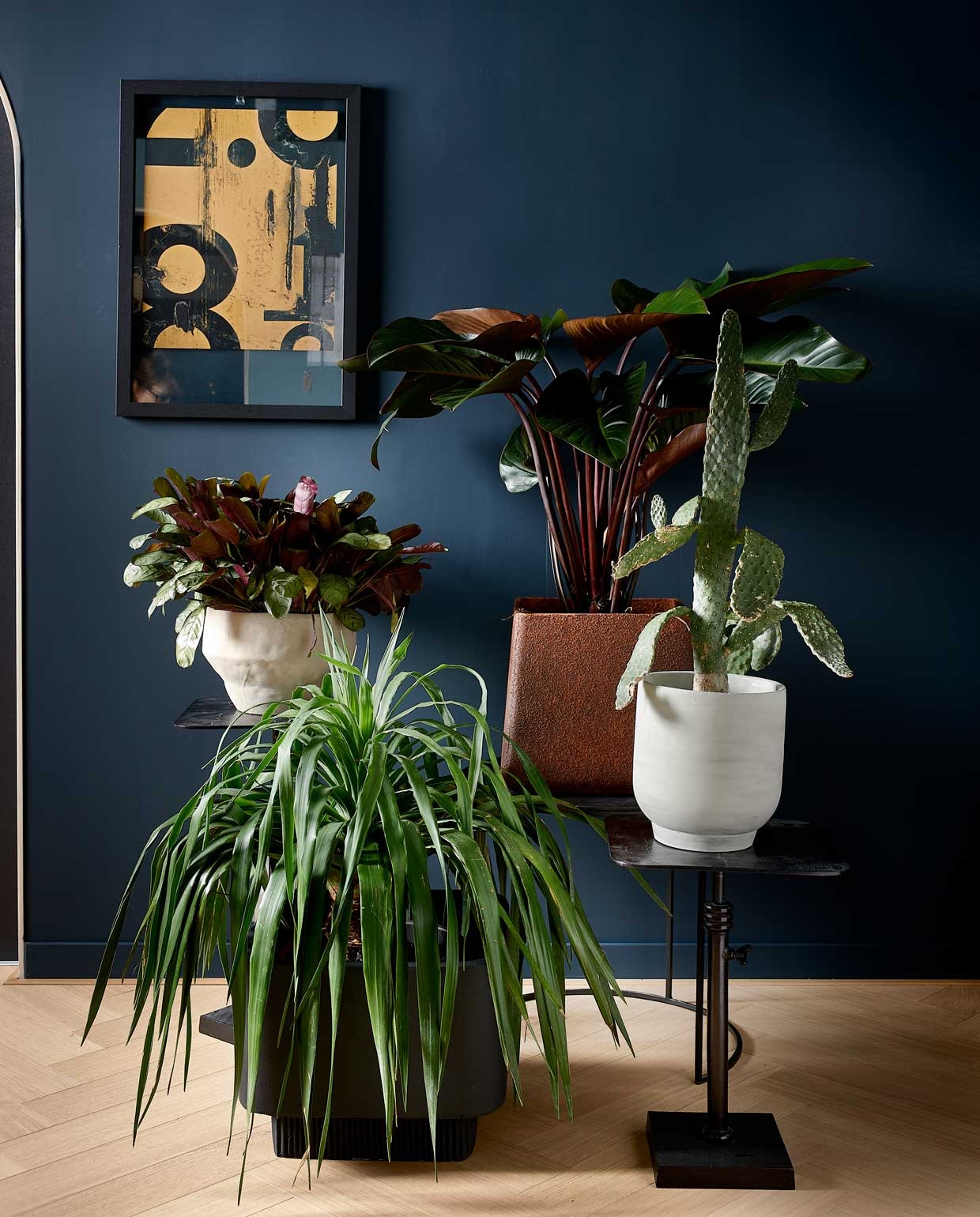 Matte krijtverf op muur Steel Blue, per liter € 39,-(pure-original.nl). Bijzettafel Atelier op één poot, in hoogte verstelbaar, 42-55x35x35 cm (hxbxd) per stuk € 89,-, tafel Fara met halfrond onderstel, per 2 € 249,-, lijst Shift € 24,95 (basiclabel.nl). Grijze pot van d&amp;m € 13,80, roestkleurige bak Cave van d&amp;m € 77,99, grote zwarte bak Highlands van Bolia € 159,- (vtwonen.nl). Planten linksachter beginnend met de klok mee: Ctenanthe Amagris, Philodendron Red Beauty, Opuntia en Dracaena Draco (plantenverhuur.nl). Overig privébezit. vtwonen 01-2021 | styling Fietje Bruijn | fotografie Dennis Brandsma