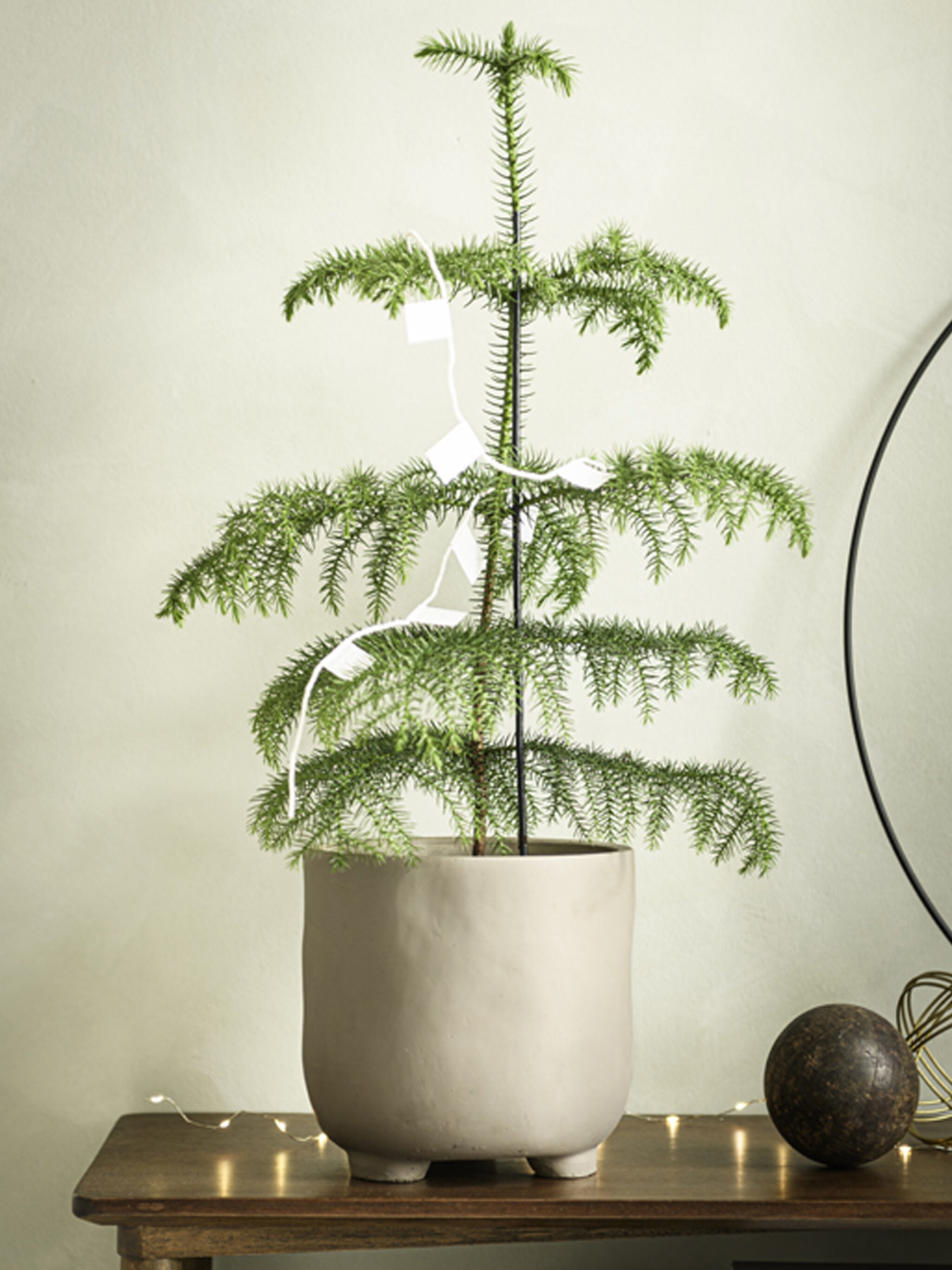verhoog de sfeer met een van deze vijf kerstplanten