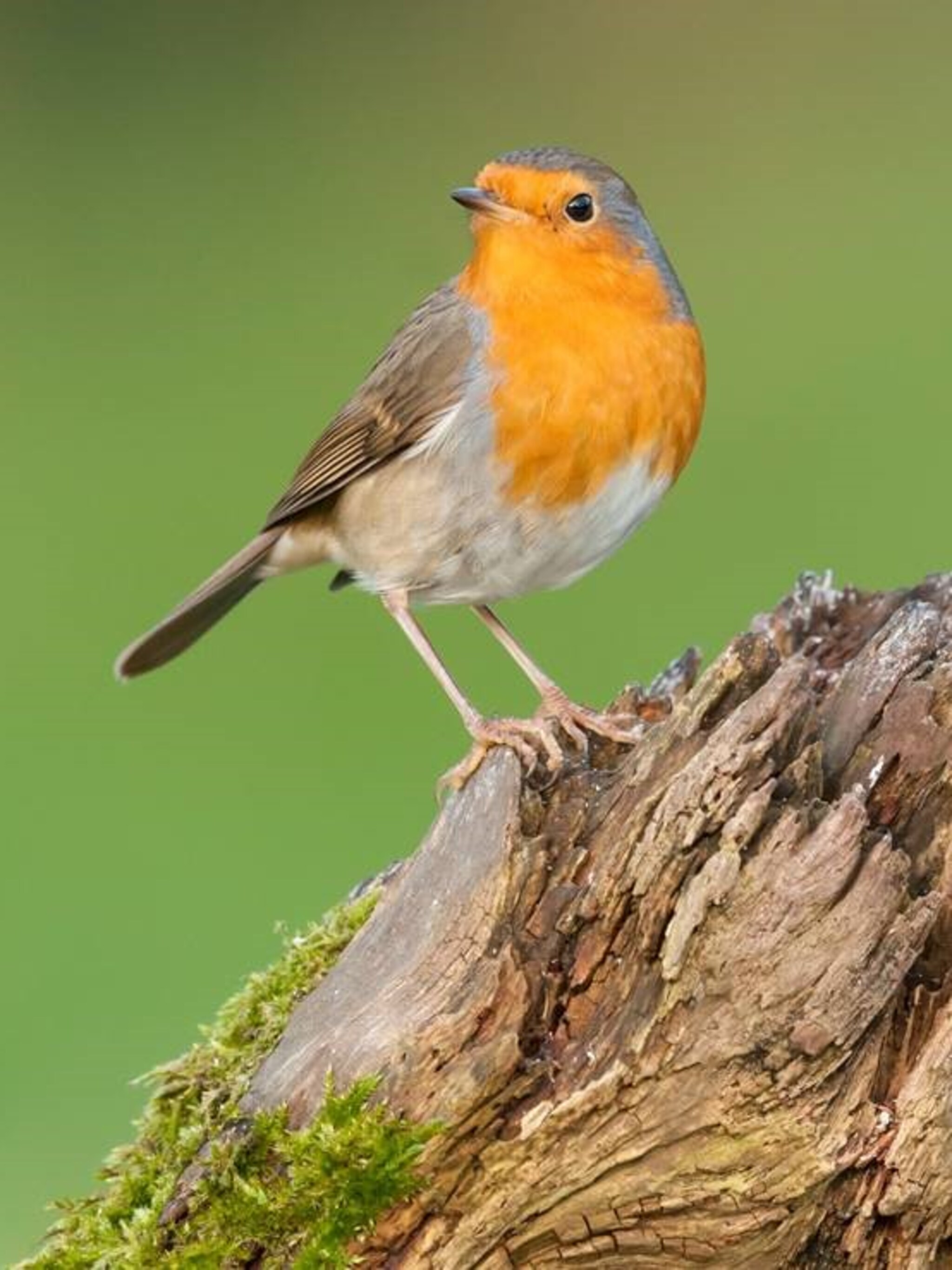 vette vogelsnacks handige tips