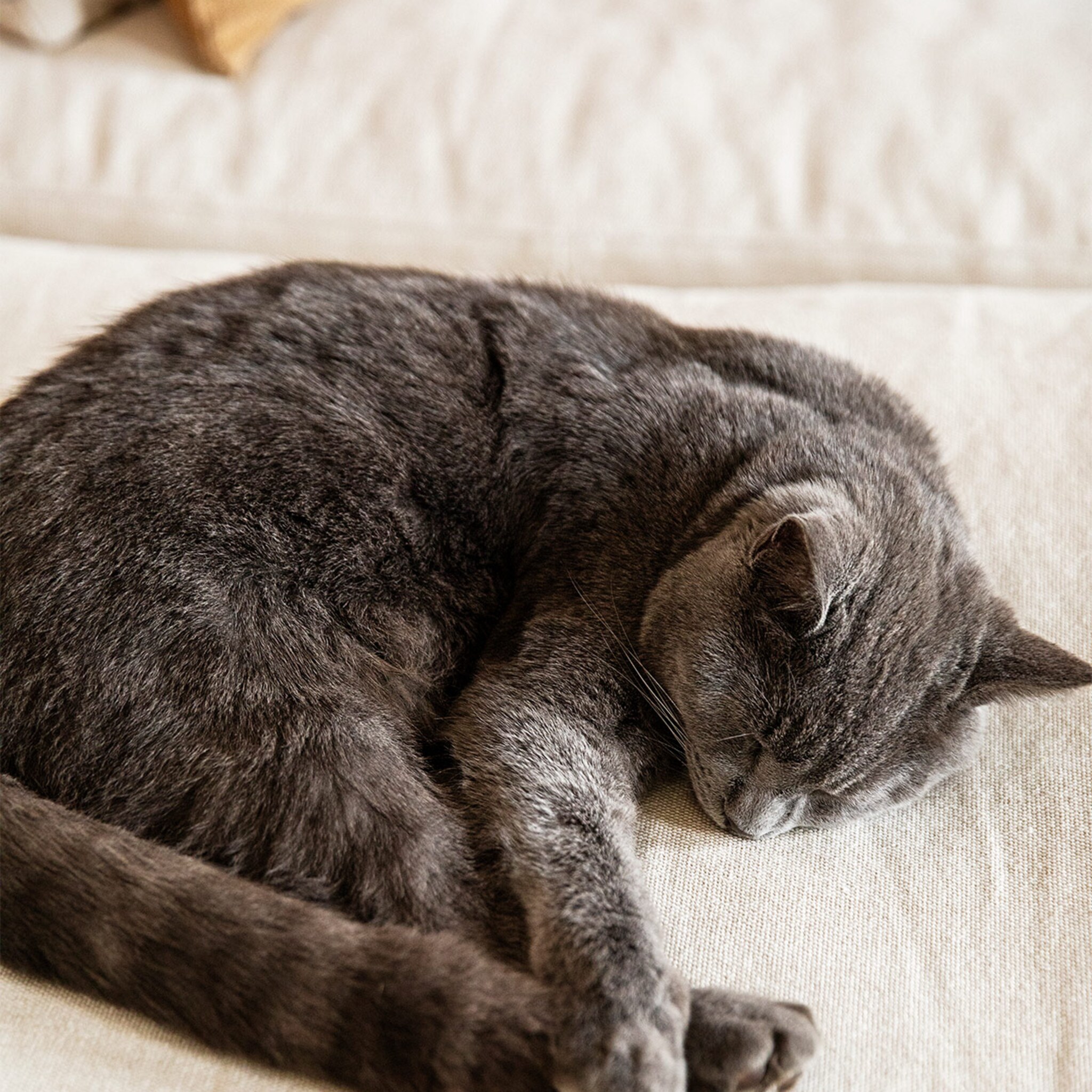 kattenbaasjes opgelet deze bloem is extreem giftig voor je kat