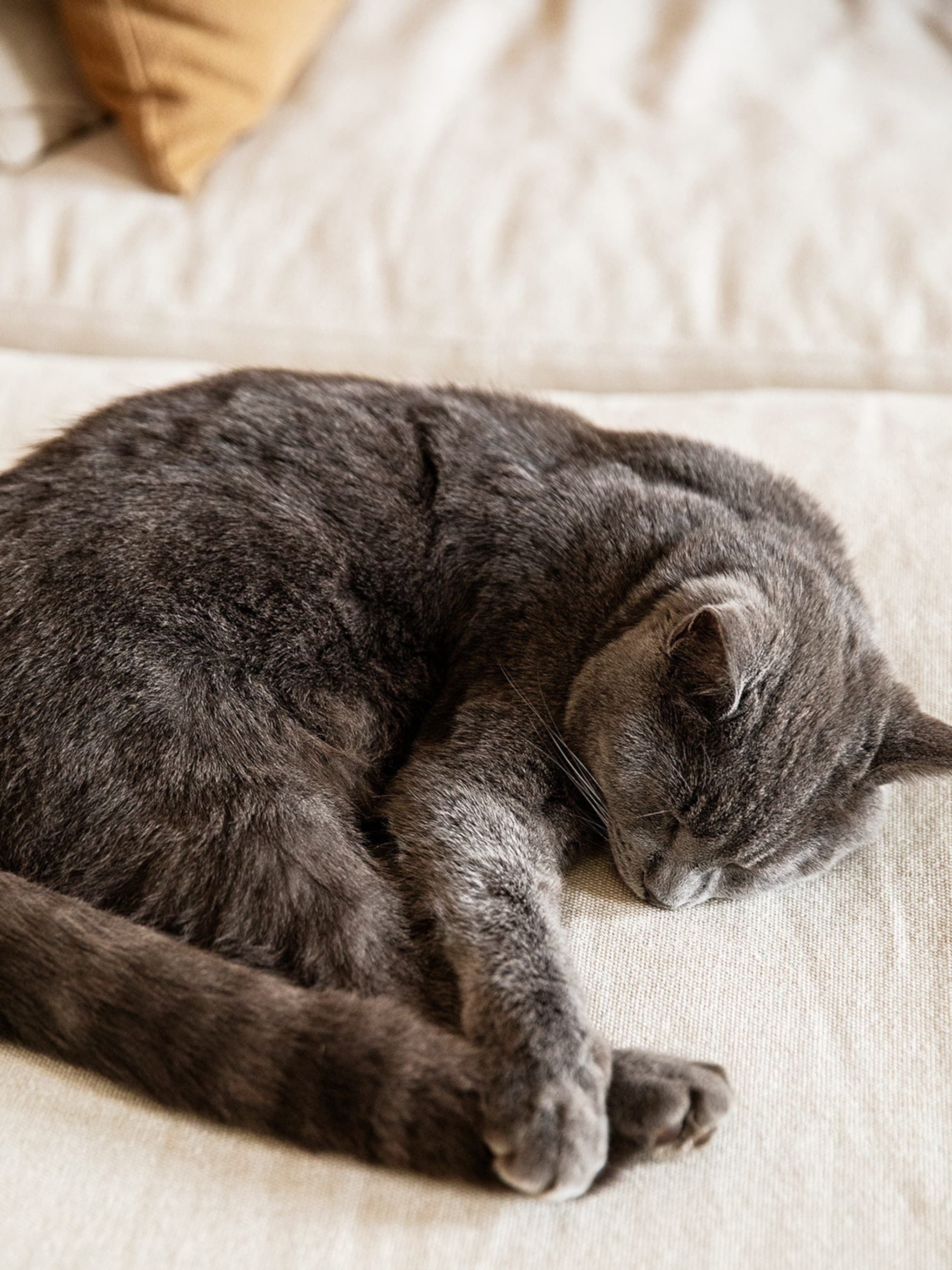 kattenbaasjes opgelet deze bloem is extreem giftig voor je kat