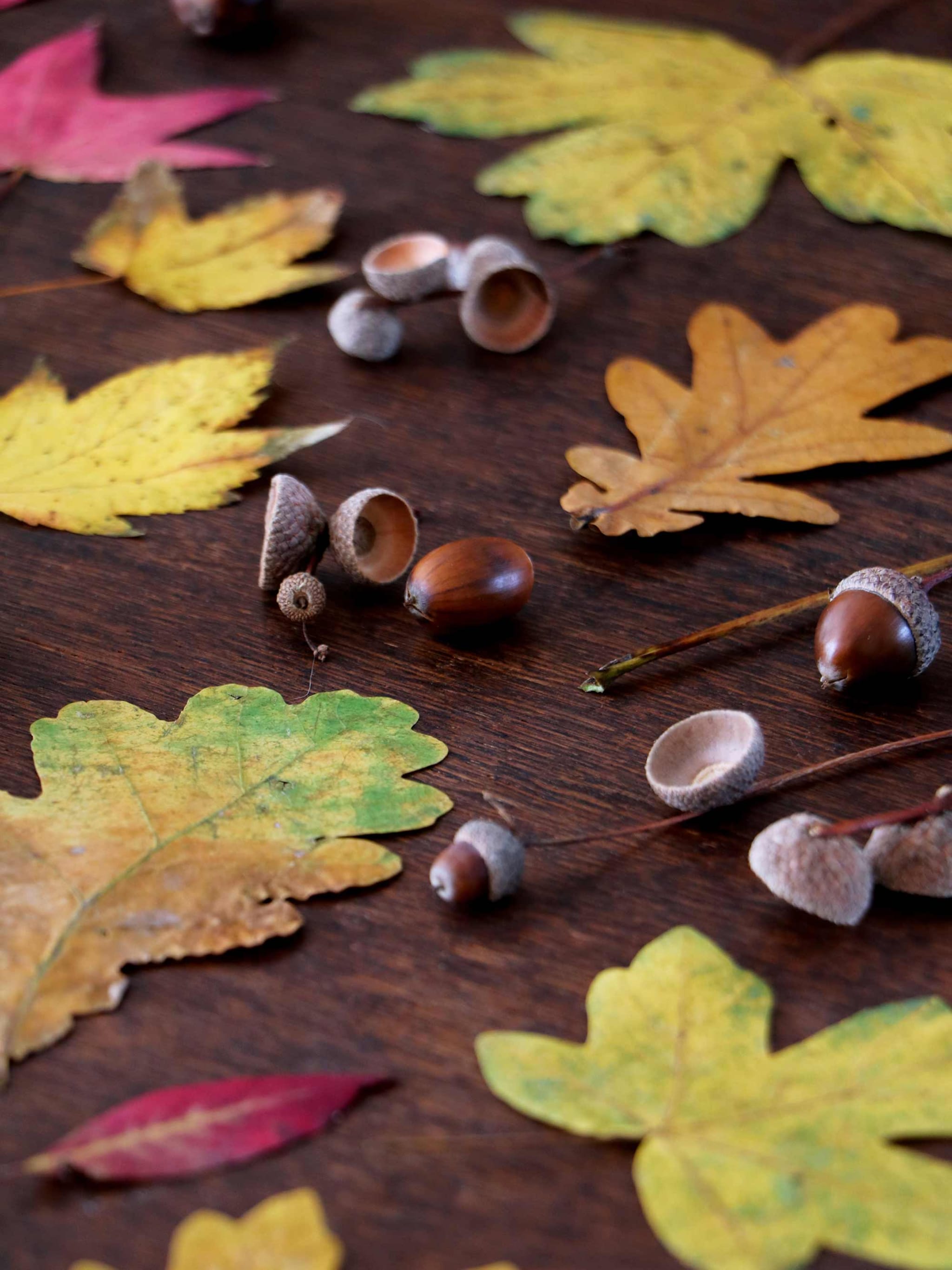 kunst met herfstbladeren