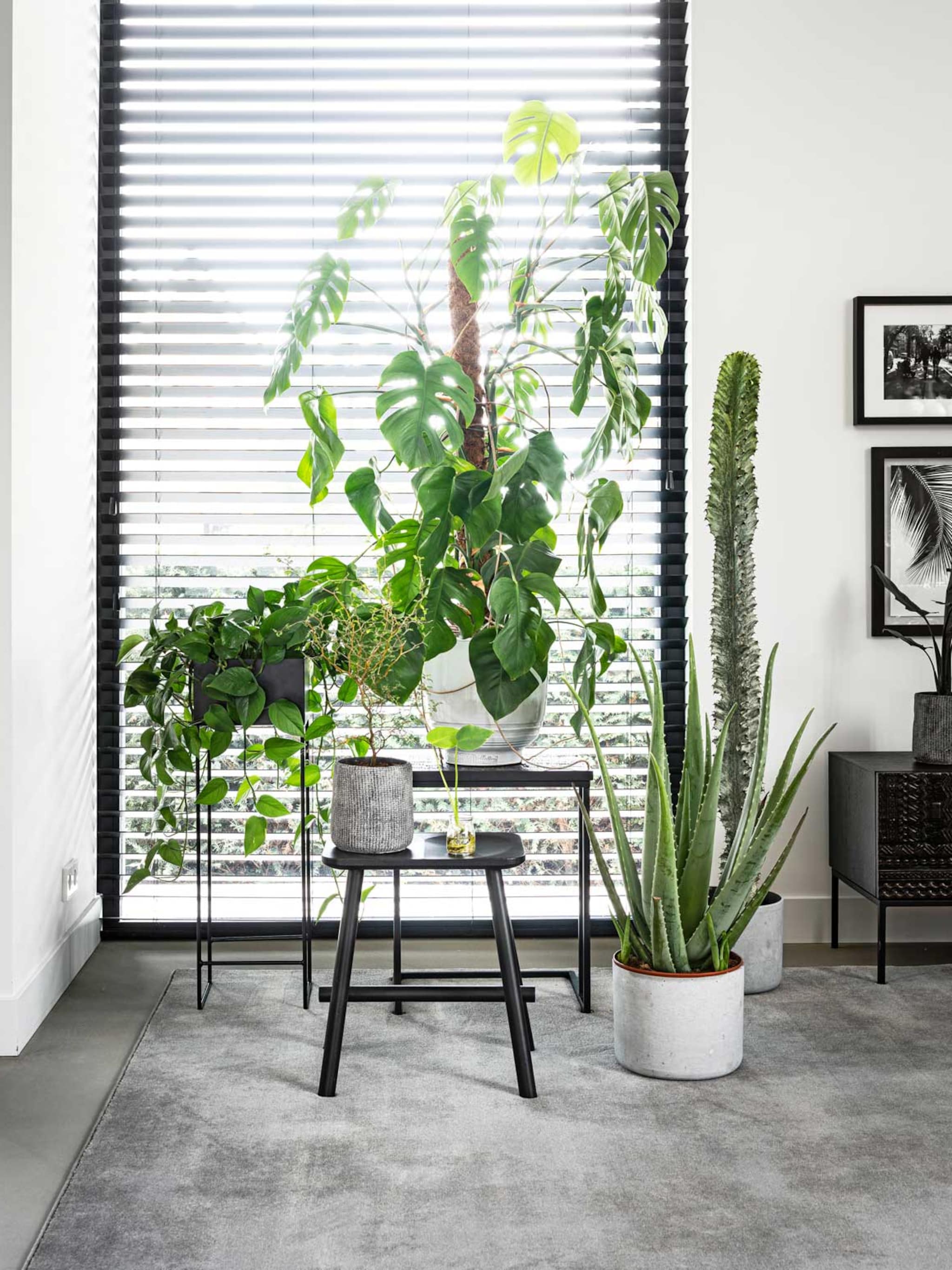 waar voor je geld deze kamerplanten scoor je met elk budget