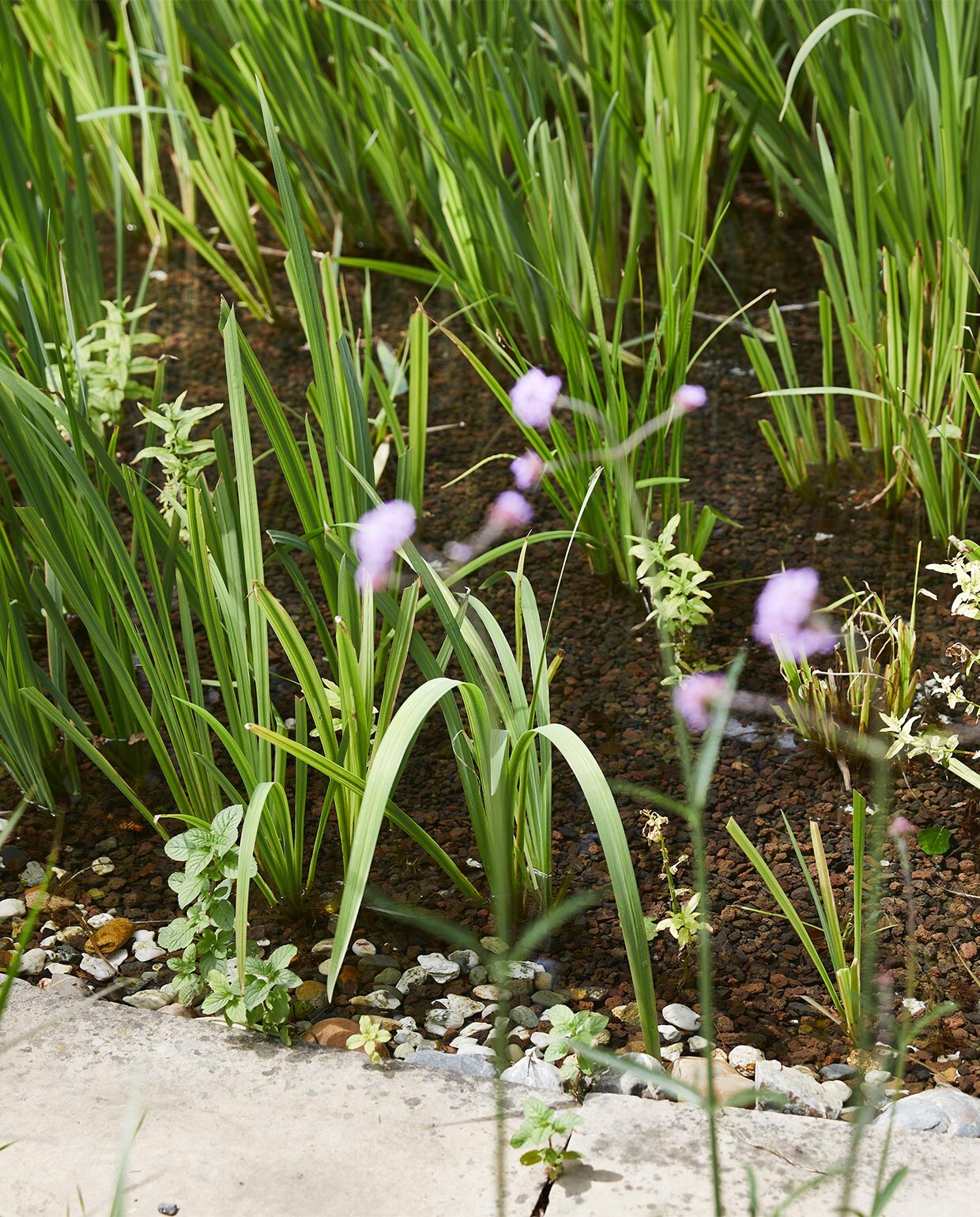 vtwonen special tuin 03 2021 | styling Fietje Bruijn | fotografie Alexander van Berge