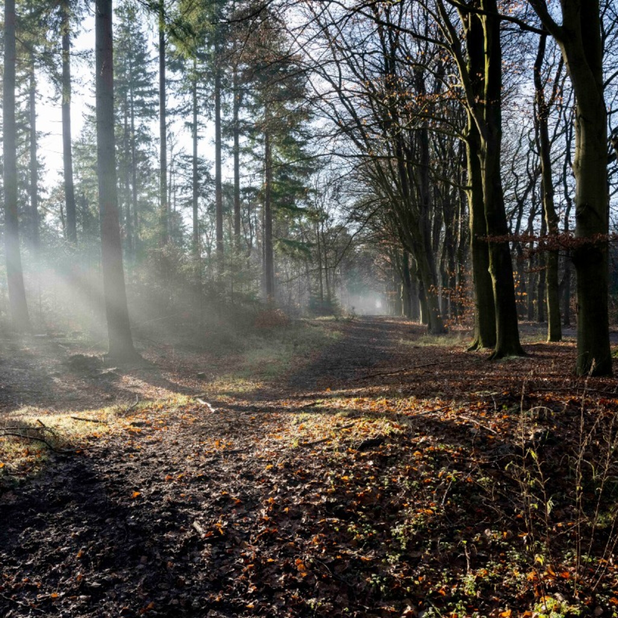de mooiste bossen kerst wandeling maken