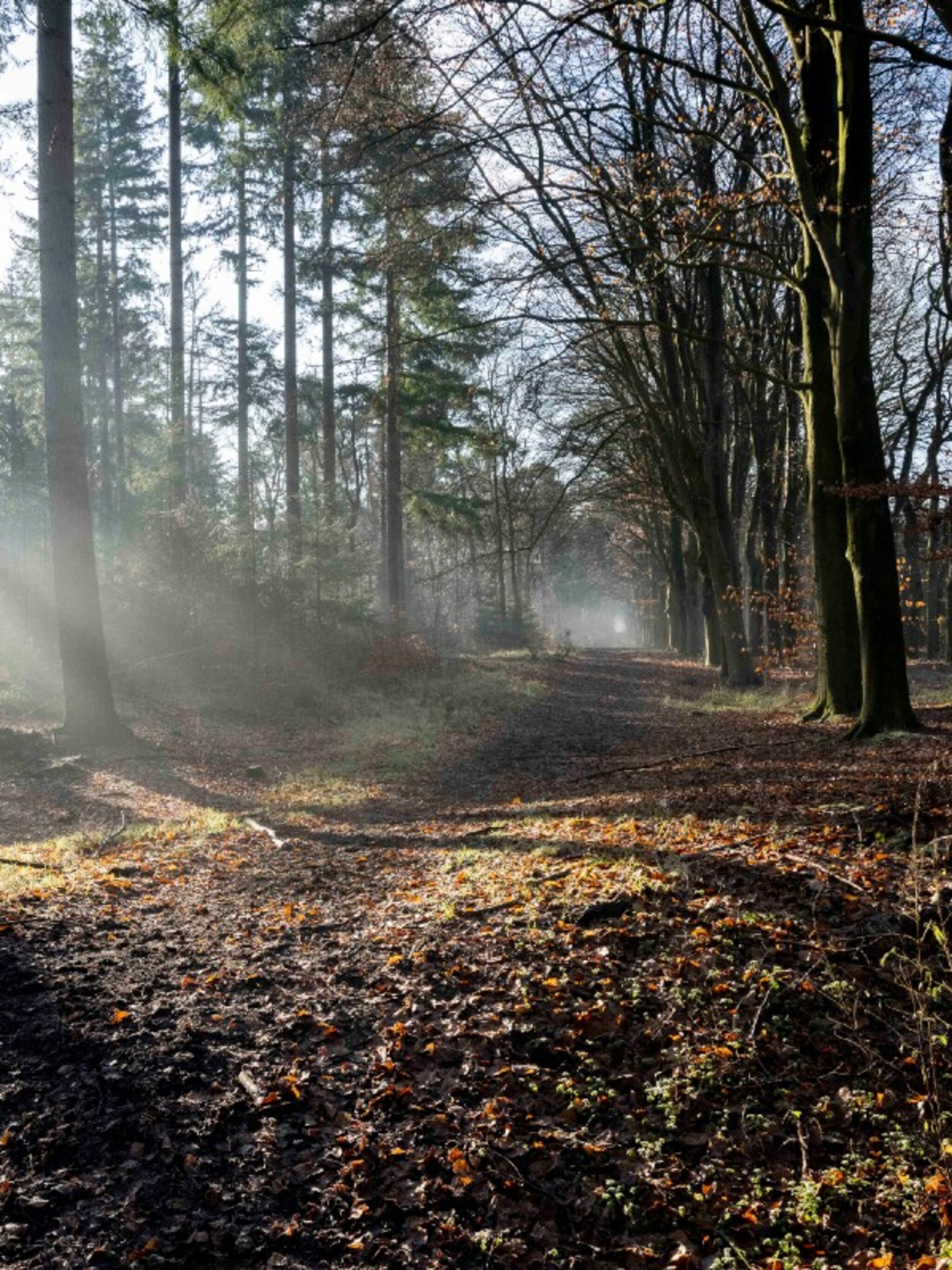 de mooiste bossen kerst wandeling maken