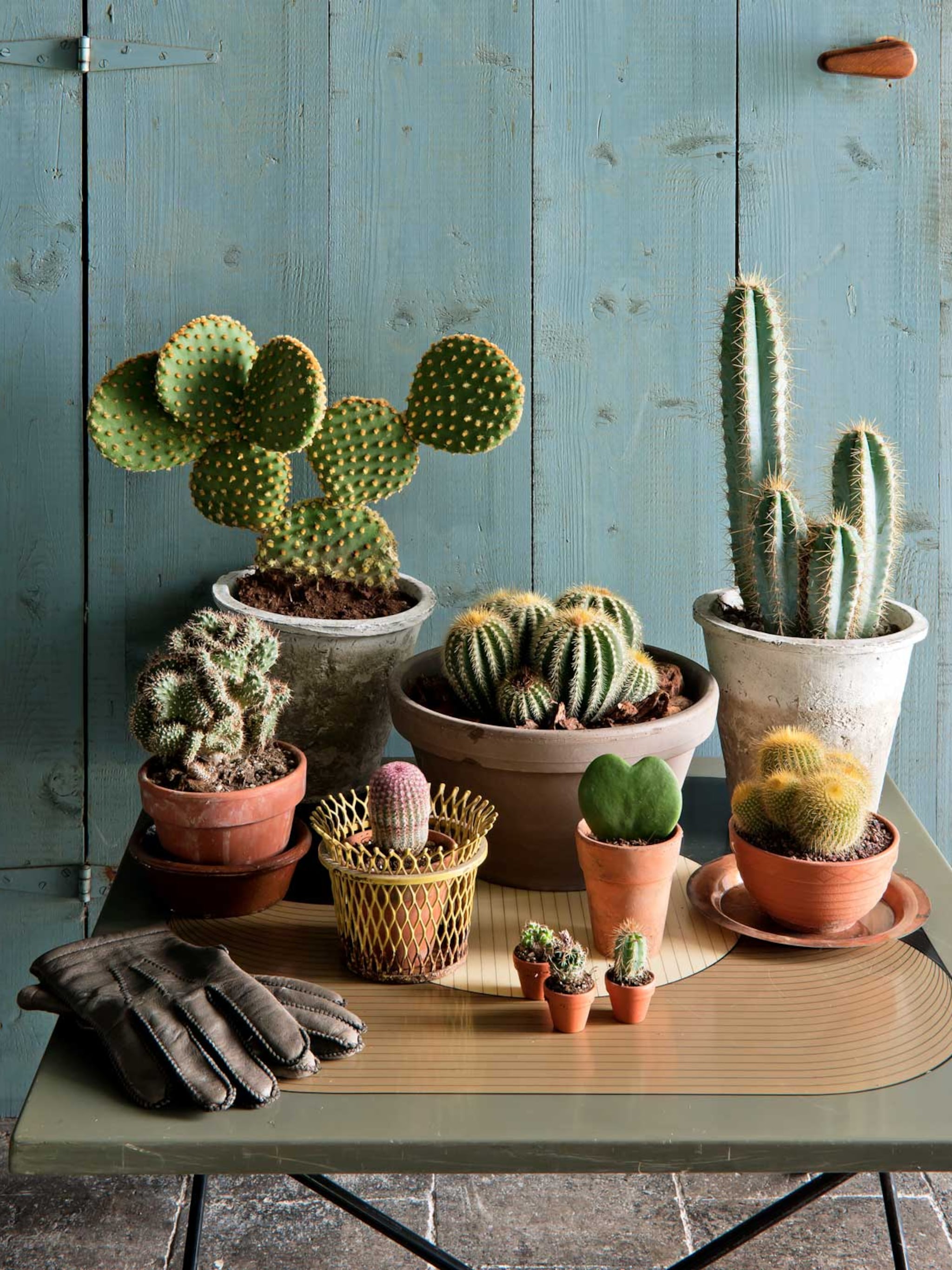 pas op prikgevaar een cactus veilig verpotten