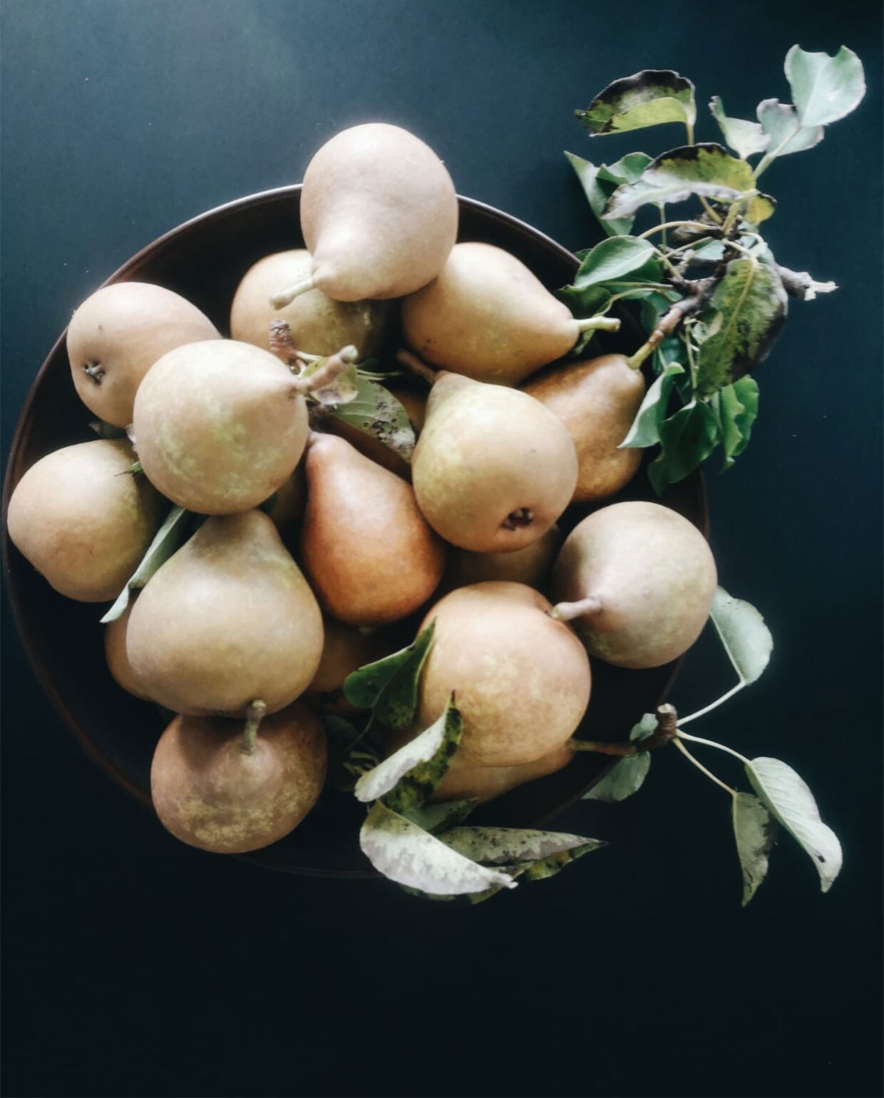 beeld vtwonen Tuinblog 4 - Vivian en Mark - Fruit oogsten