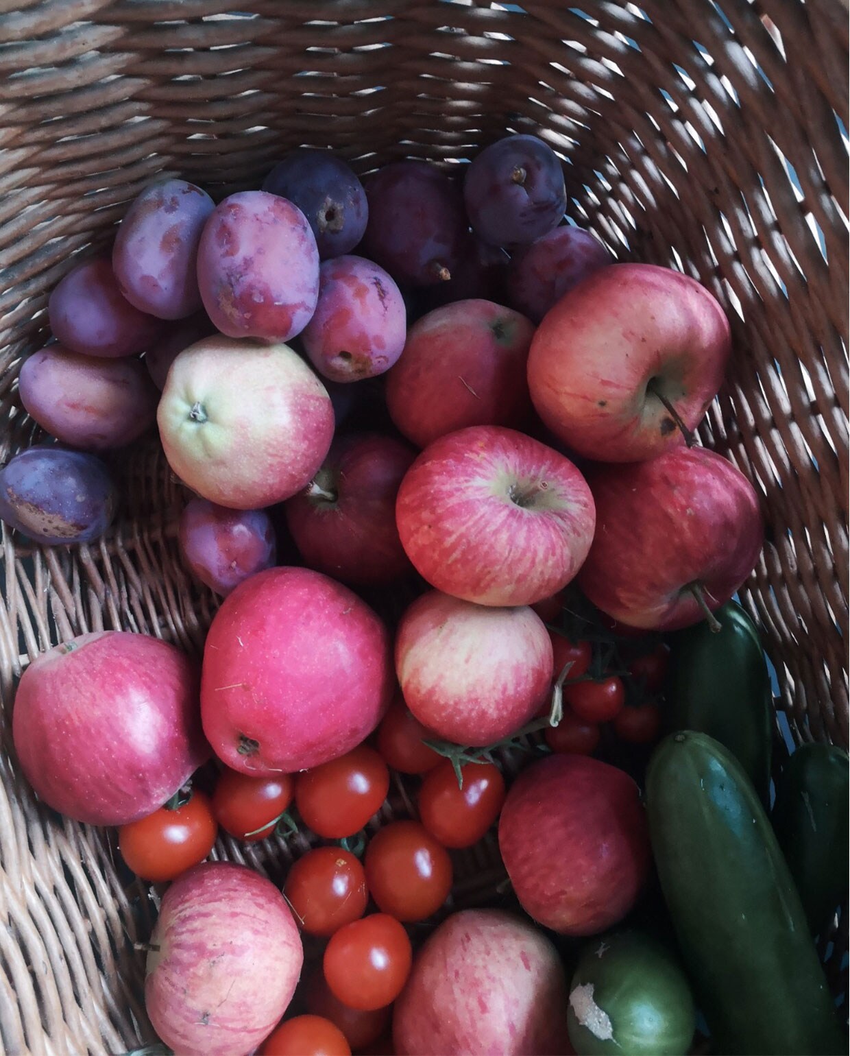 beeld vtwonen Tuinblog 4 - Vivian en Mark - Fruit oogsten