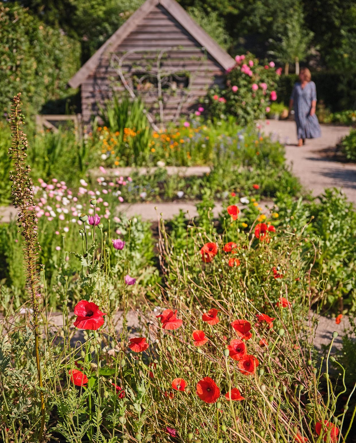 De klaprozen komen elk jaar enthousiast terug. Erachter roze/witte Acrolinium roseum, oftewel papierbloem. vtwonen tuin special 3 2021 | styling Carolien Schrievers | fotografie\nRené van der Hulst |