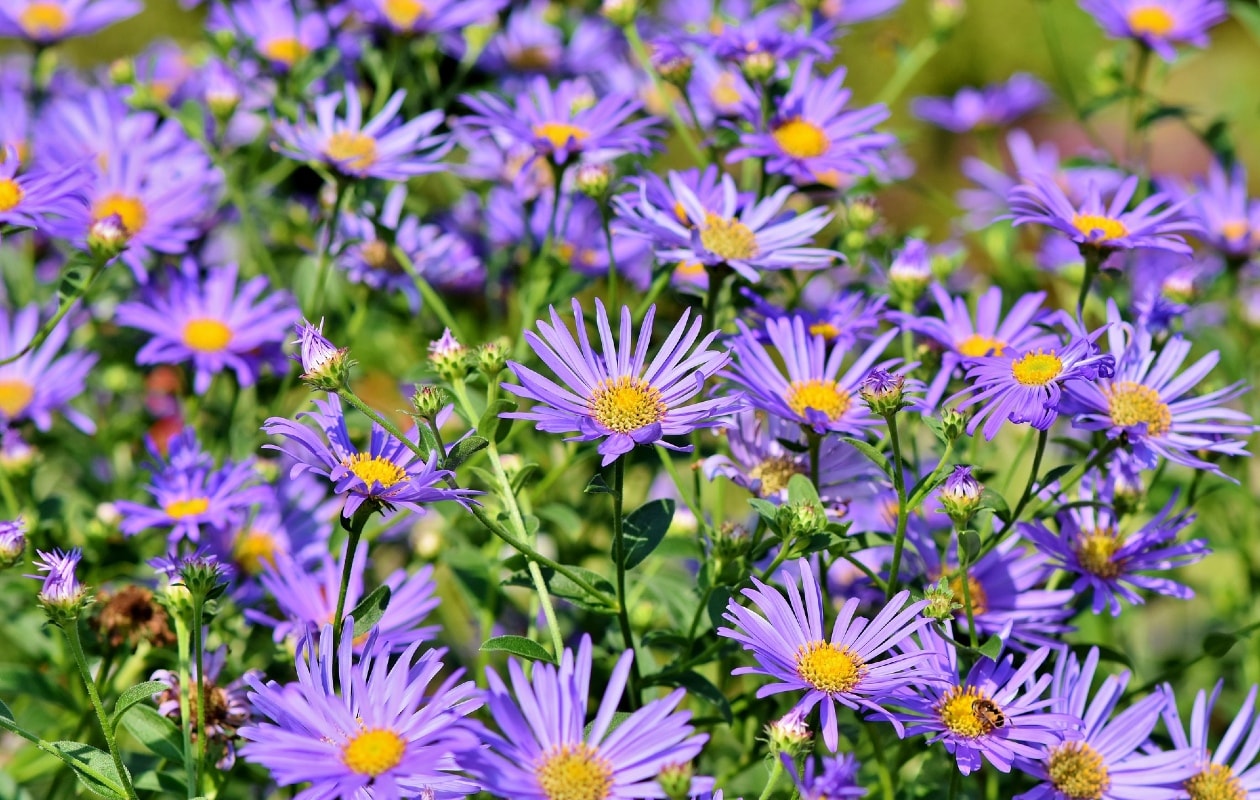 Deze bloemen geven de tuin een kleurboost in de herfst vtwonen plantenindex