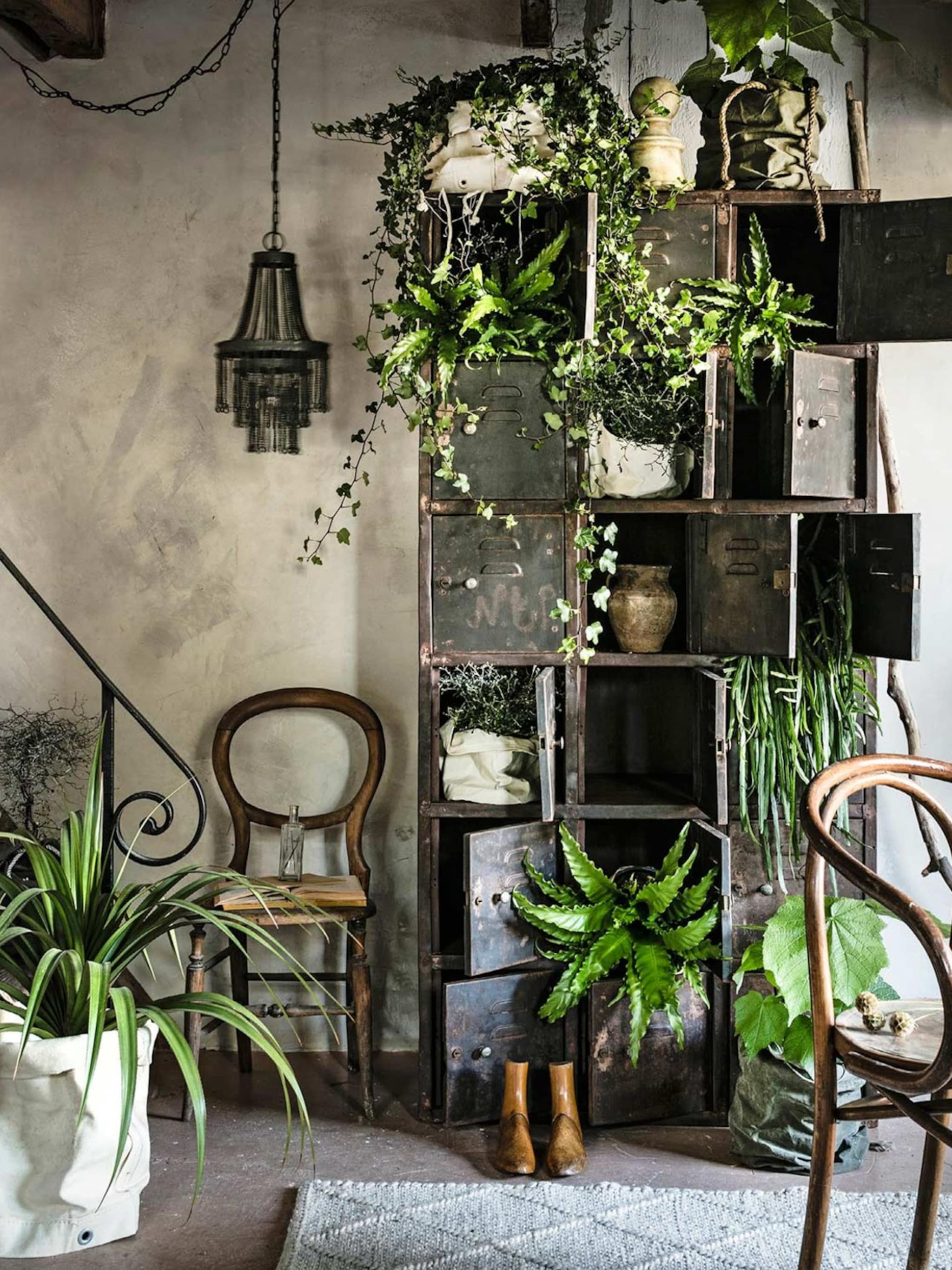klimmen en klauteren de mooiste klimplanten voor in huis
