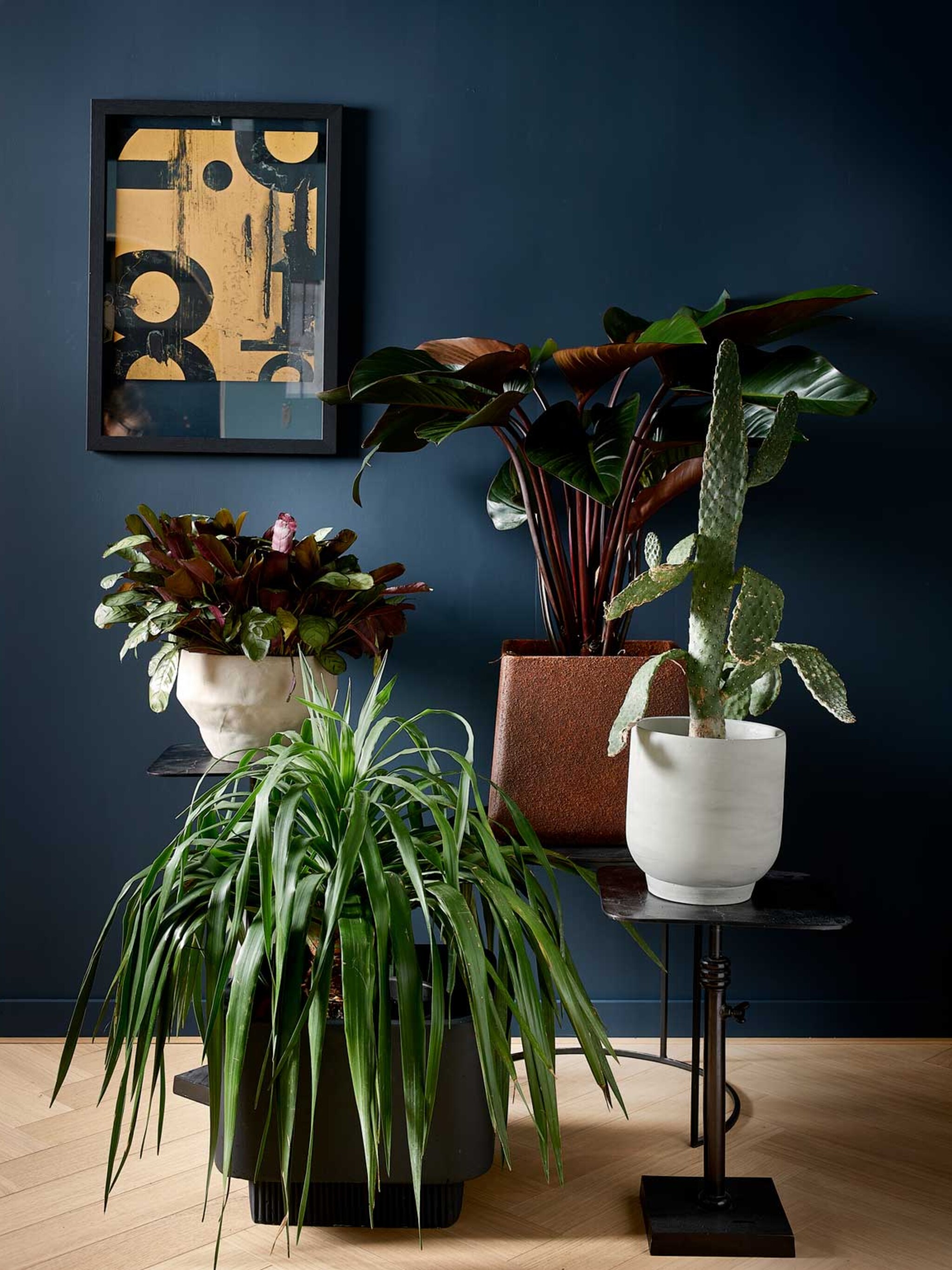 pop of color de mooiste kamerplanten met gekleurd blad