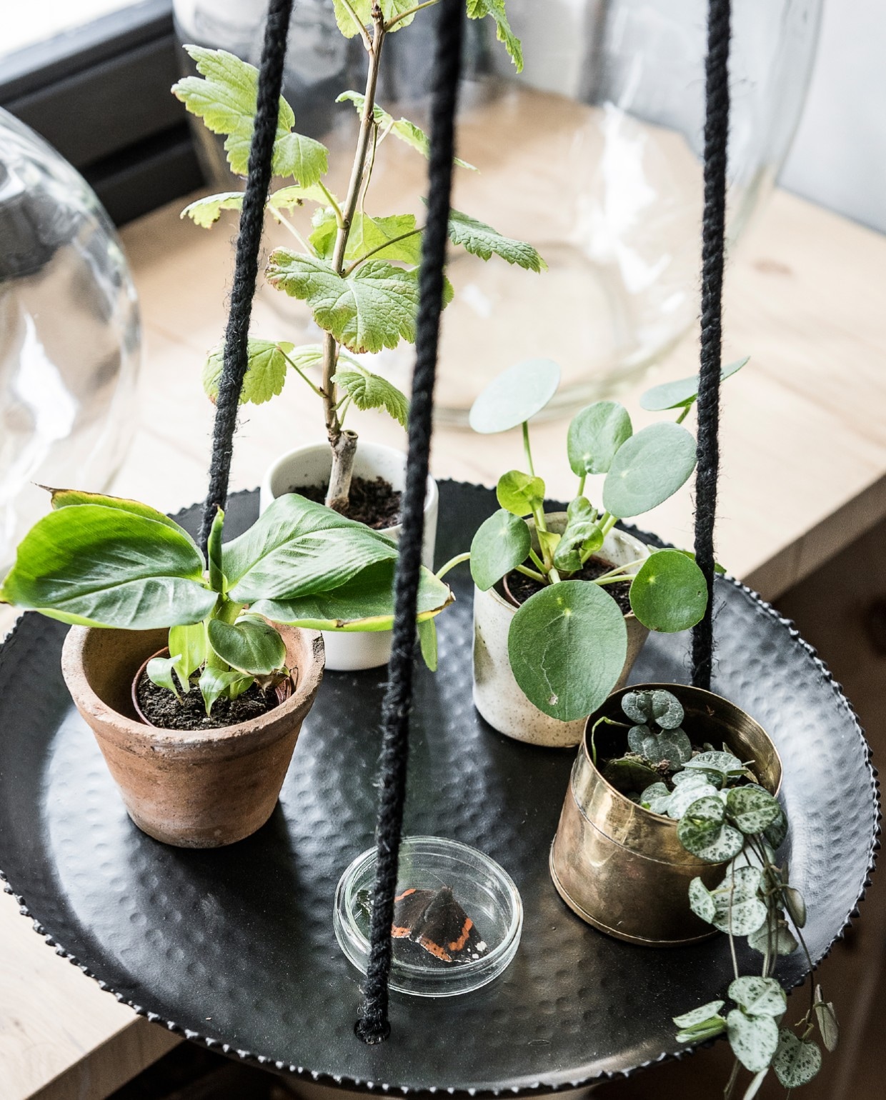 Met deze tips blaas je nieuw leven in een ‘hangende’ pannenkoekplant styling Kim van Rossenberg, fotografie Sjoerd Eickmans