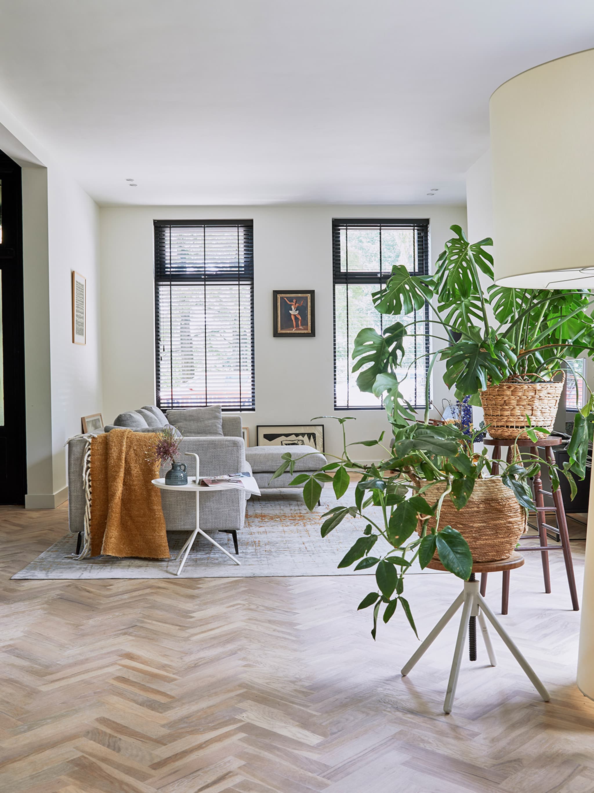 deze kamerplanten zijn een no go met huisdieren