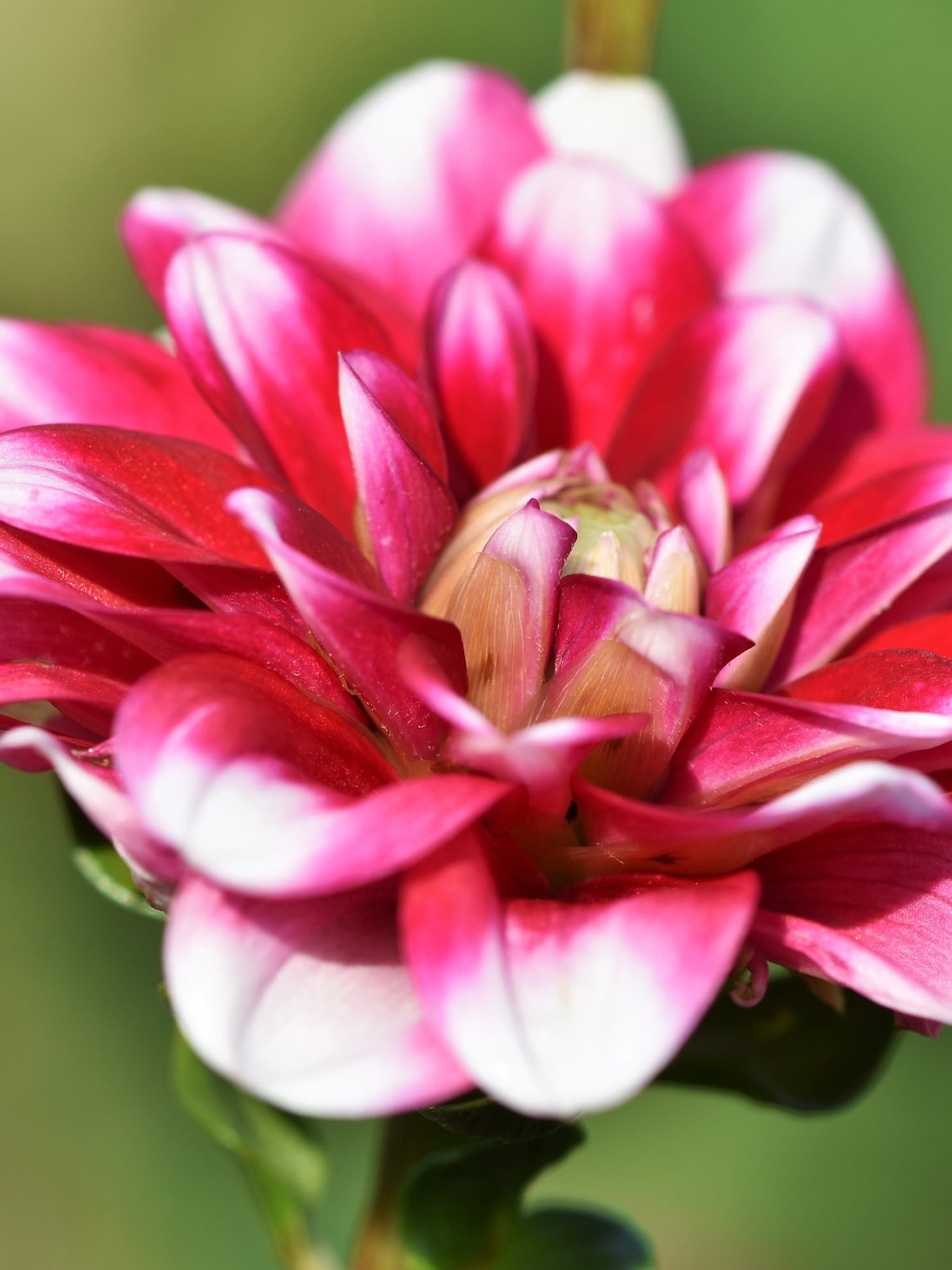 ook zo gek op dahlia s je kunt ze nu planten