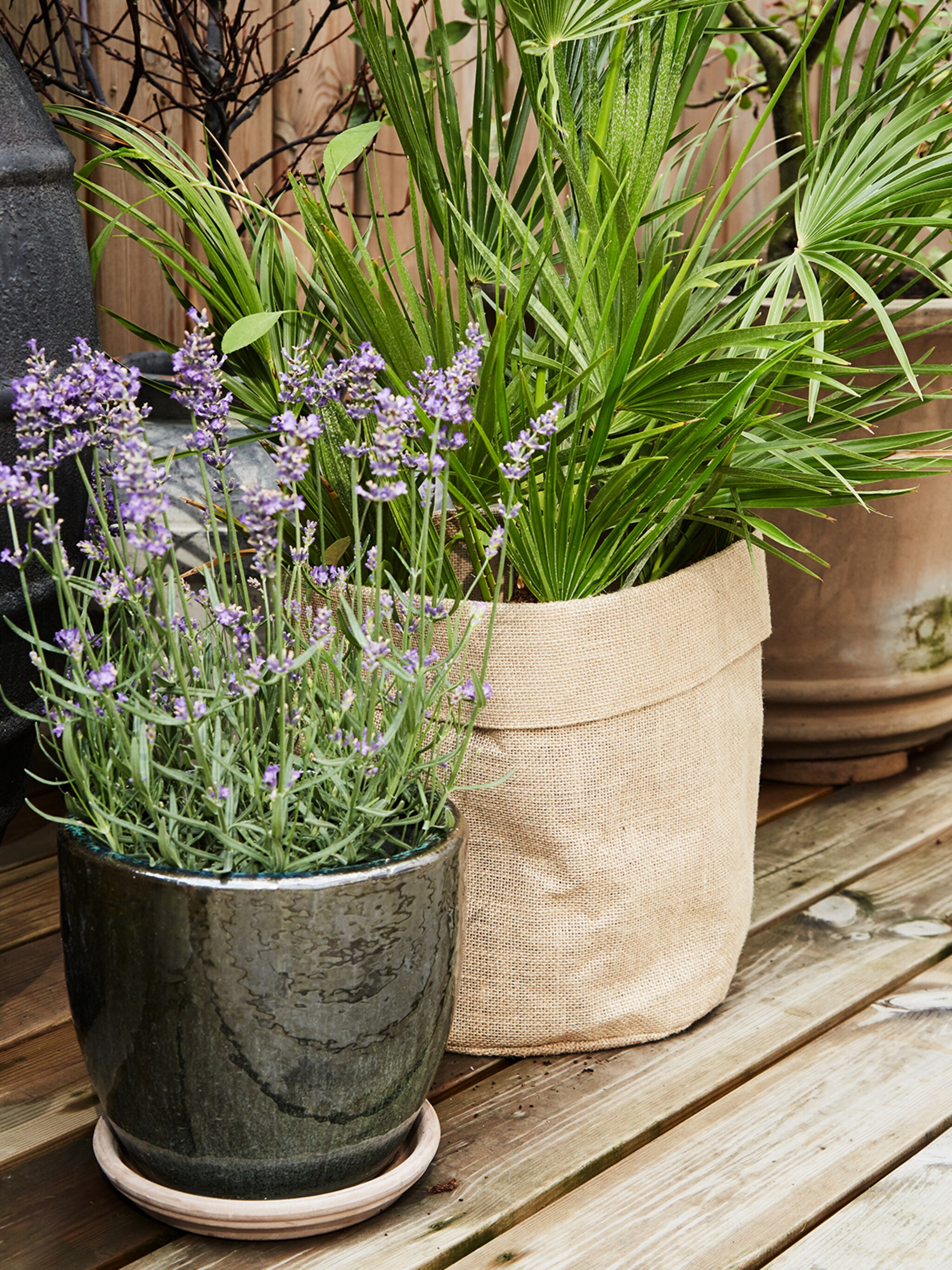 deze bloeiende planten overleven in de volle zon