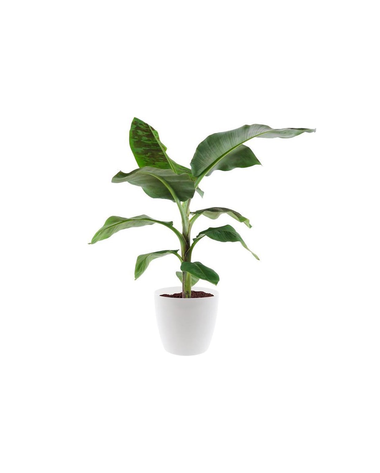 beeld vtwonen Tienerkamer items | bananenplant van Bol.com
