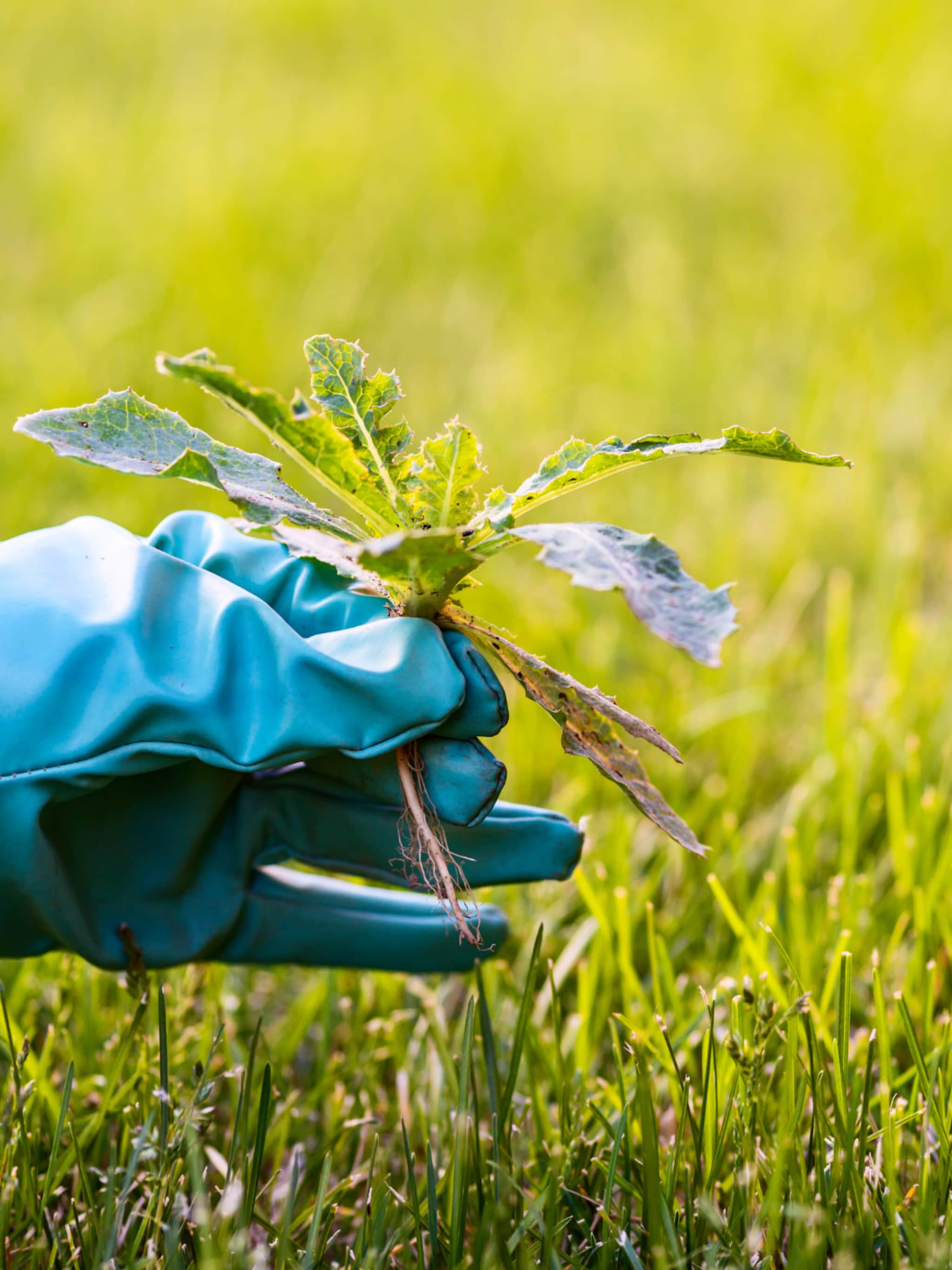 onkruid bestrijden en voorkomen in de tuin