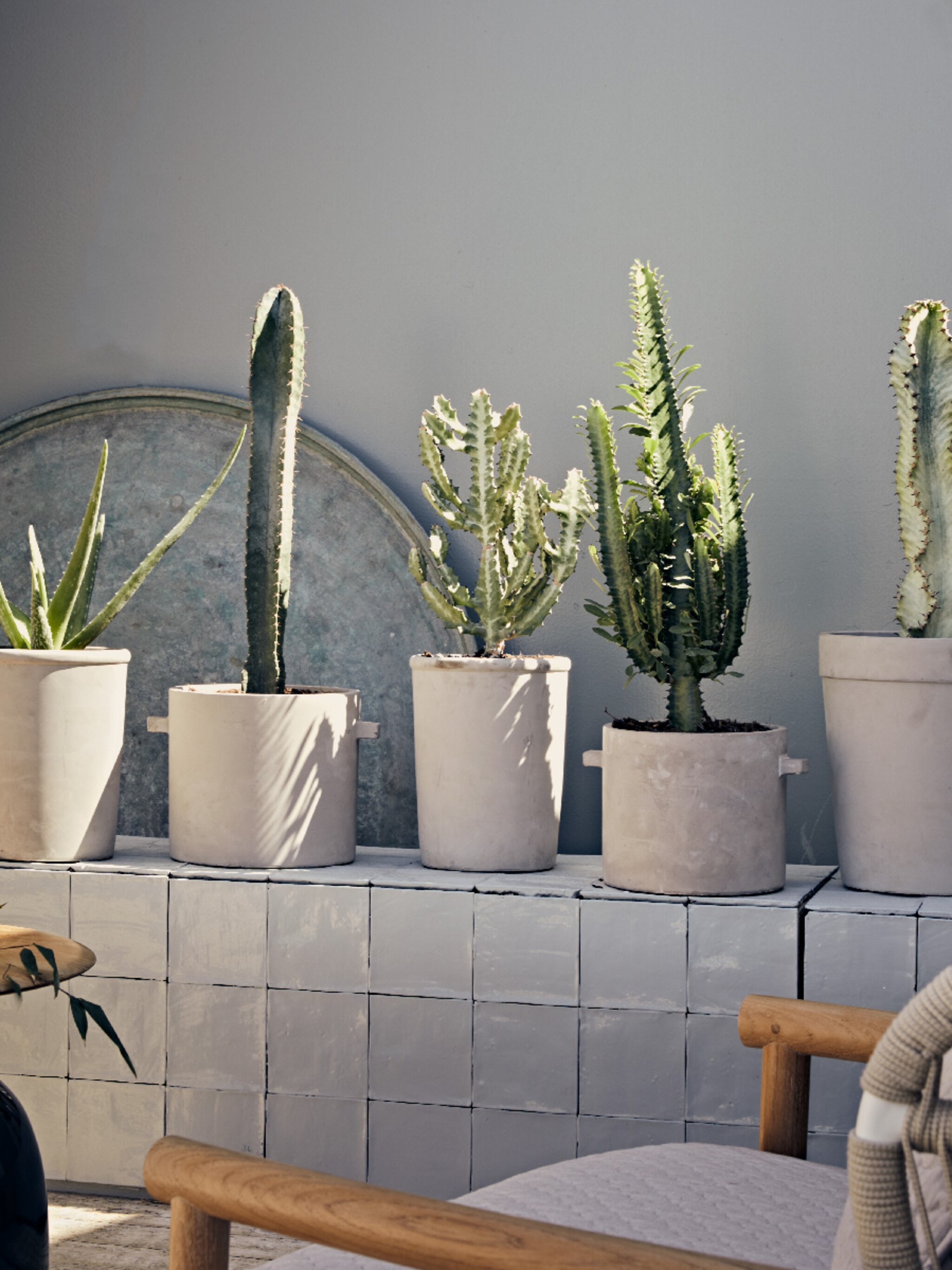 deze planten gaan bijna nooit dood