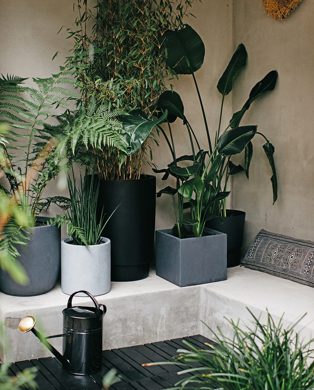 Van links naar rechts: antracietgrijze pot met varen, betongrijze cilindrische pot (intratuin.nl). Sanseveria Bacularis, hoge zwarte pot Pure Grade High van Elho (fonq.nl). Bamboe, antracietgrijze kubuspot, Strelitzia Nicolai, zwarte pot Greenville van Elho (intratuin.nl). Strelitzia Nicolai rechts, langwerpig kussen Xeo met zwart-wit-goud dessin (loods5.nl). Zwarte gieter van House Doctor (fonq.nl). Zwart gebeitste houten vlonders op vloer (praxis.nl). Zwarte beits Cetabever (karwei.nl). vtwonen tuin special 1 2020 | styling Moniek Visser | fotografe Danique van Kesteren