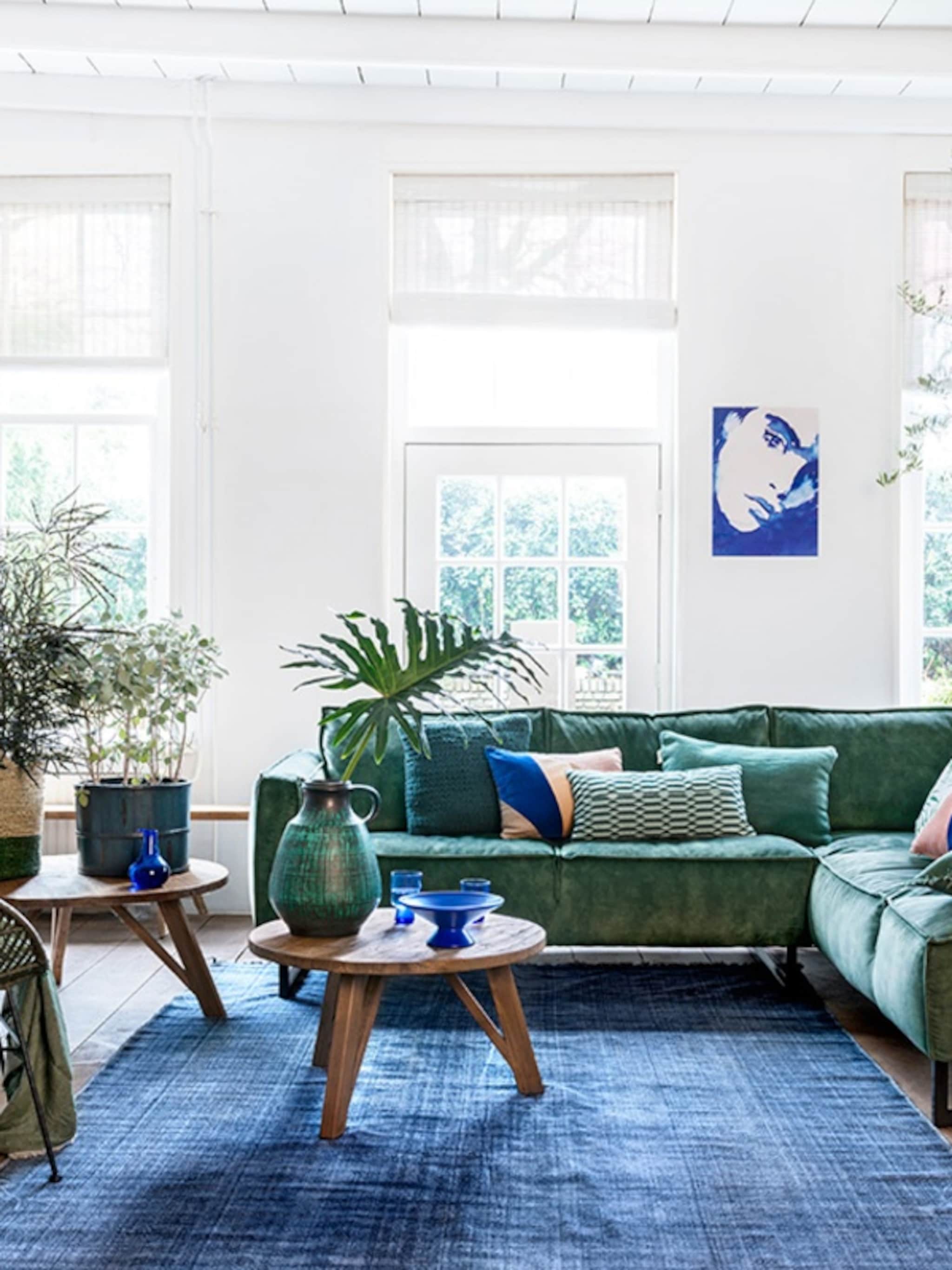 een boom in huis deze 4 exemplaren zijn perfect voor in de woonkamer