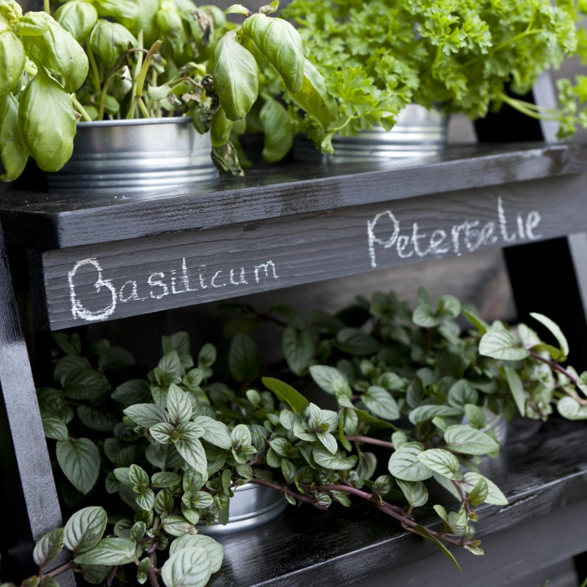 indoor moestuin kweken tips