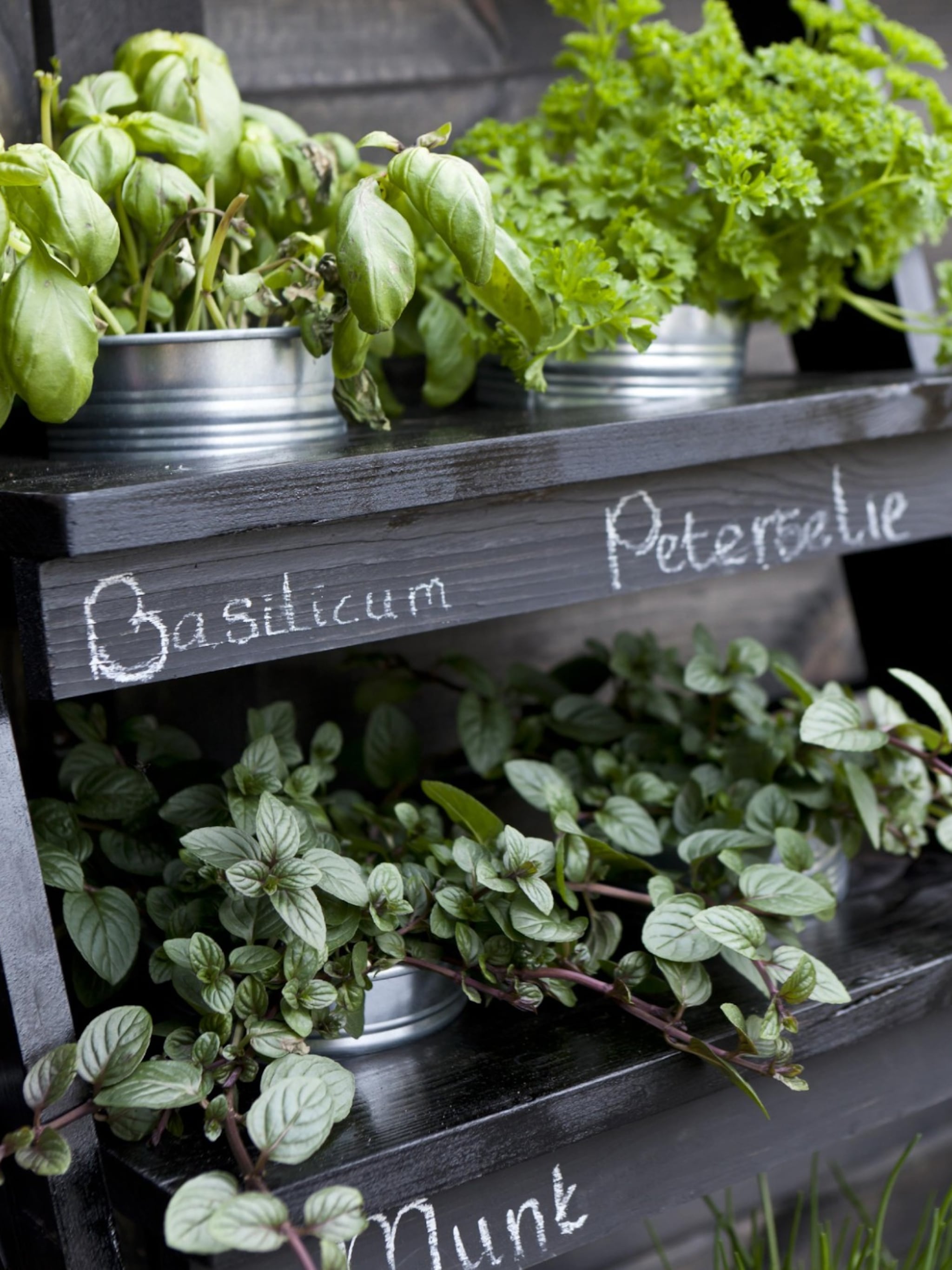 alles wat je moet weten over een indoor moestuin